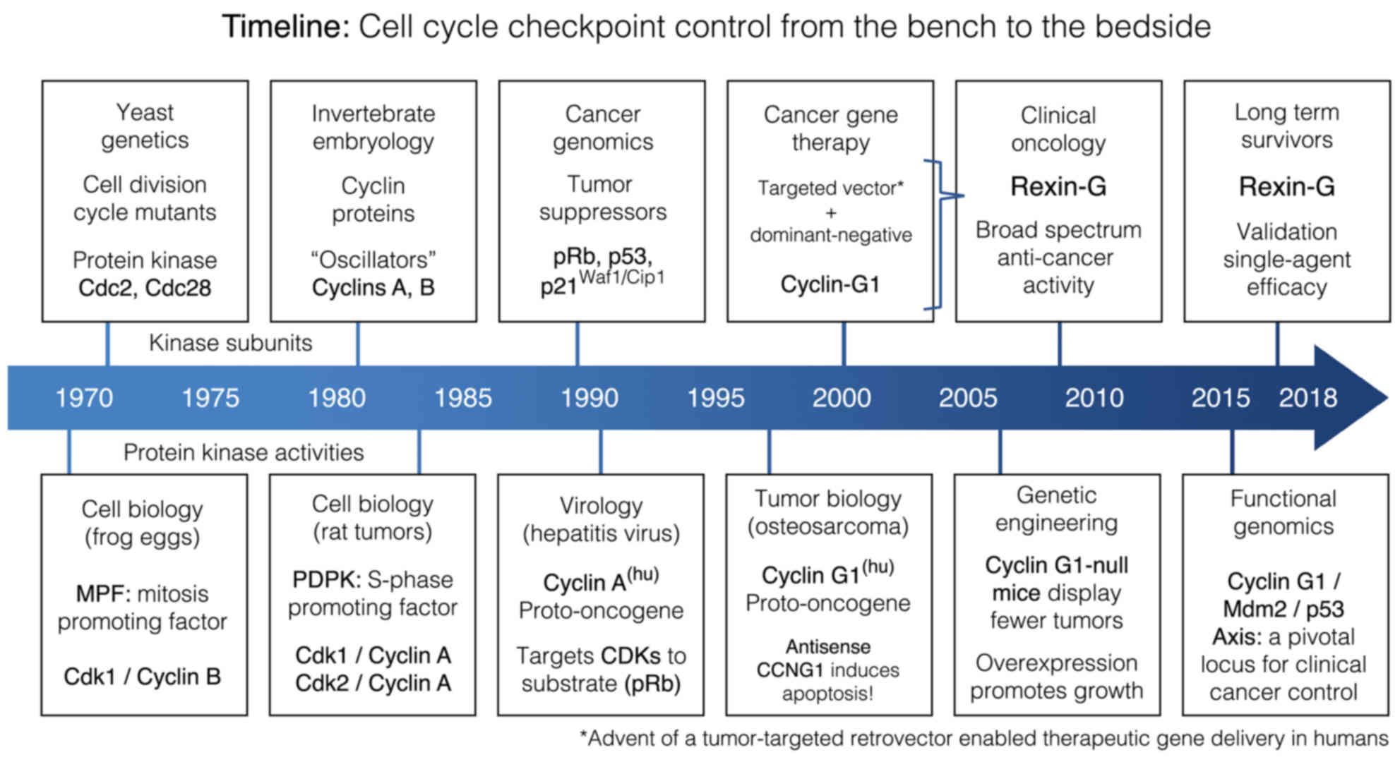 Cell cycle checkpoint control: The cyclin G1/Mdm2/p53 axis emerges as a ...