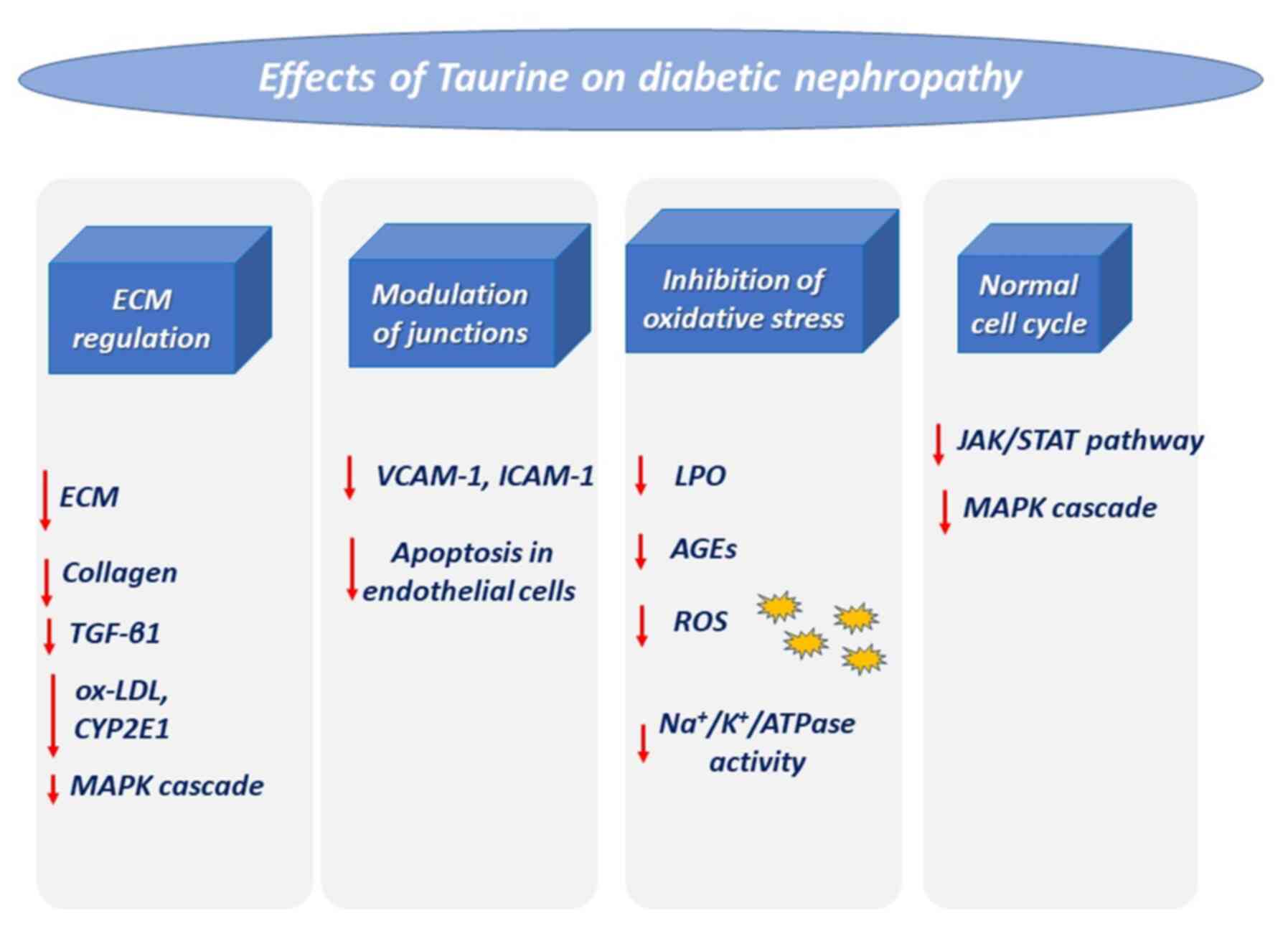 Ameliorative effect of taurine against diabetes and renal ...