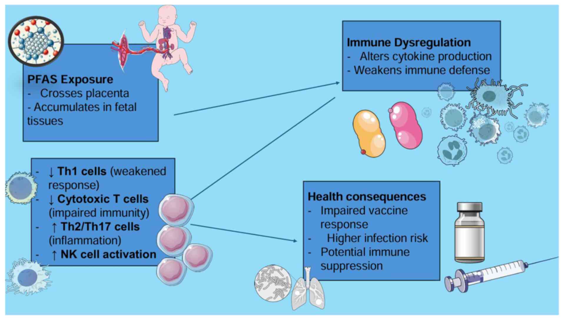 Impact of prenatal PFAS exposure on
immune function and infection risk in childhood. PFAS,
perfluoroalkyl and polyfluoroalkyl substances; Th1 cells, T helper
1 cells (involved in cellular immunity); Th2 cells, T helper 2
cells (associated with allergic responses); Th17 cells, T helper 17
cells (linked to inflammation and autoimmunity); NK cells, natural
killer cells (involved in immune surveillance and viral defense).
Parts of this image derived from the free medical site http://smart.servier.com/ (accessed on February 25,
2025) by Servier, licenced under a Creative Commons Attribution 4.0
Unported Licence.