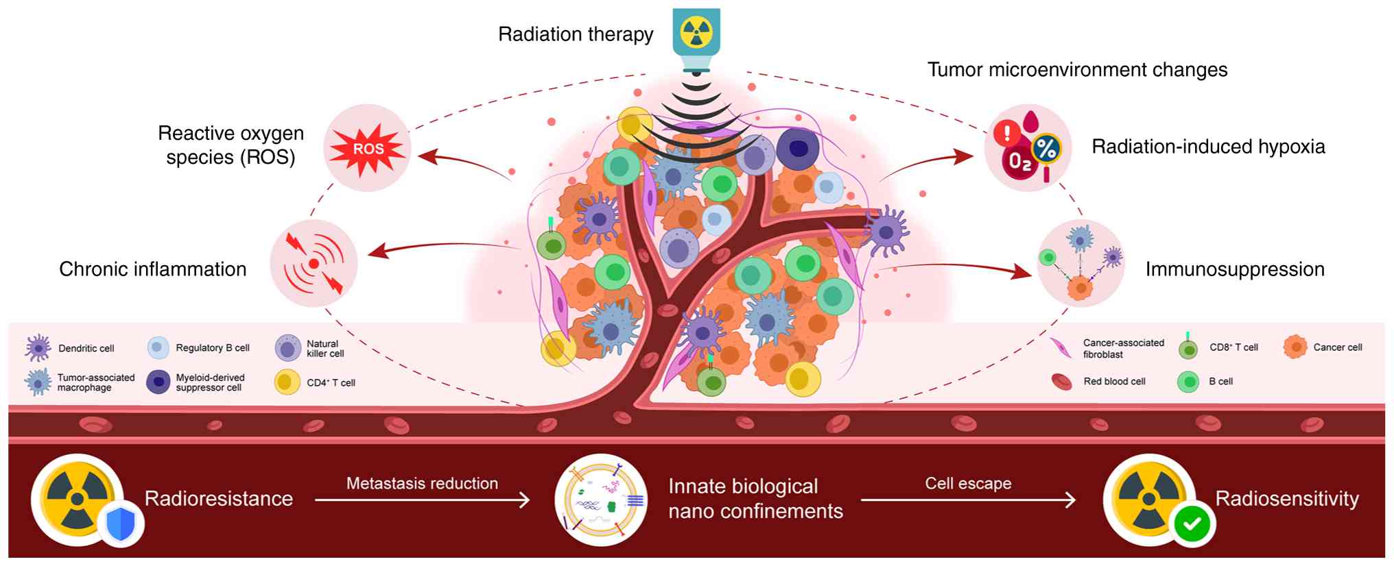 Ionizing radiation induces oxidative
stress and metabolic changes, leading to TME alterations in
activity of the glycolysis/pentose phosphate pathways, lipid
metabolism, and redox homeostasis, which promote cancer cell
survival. Novel findings on innate biological nano-confinements may
influence the TME via new mechanisms regulating energy metabolism
and signaling pathways. TME, tumor microenvironment.