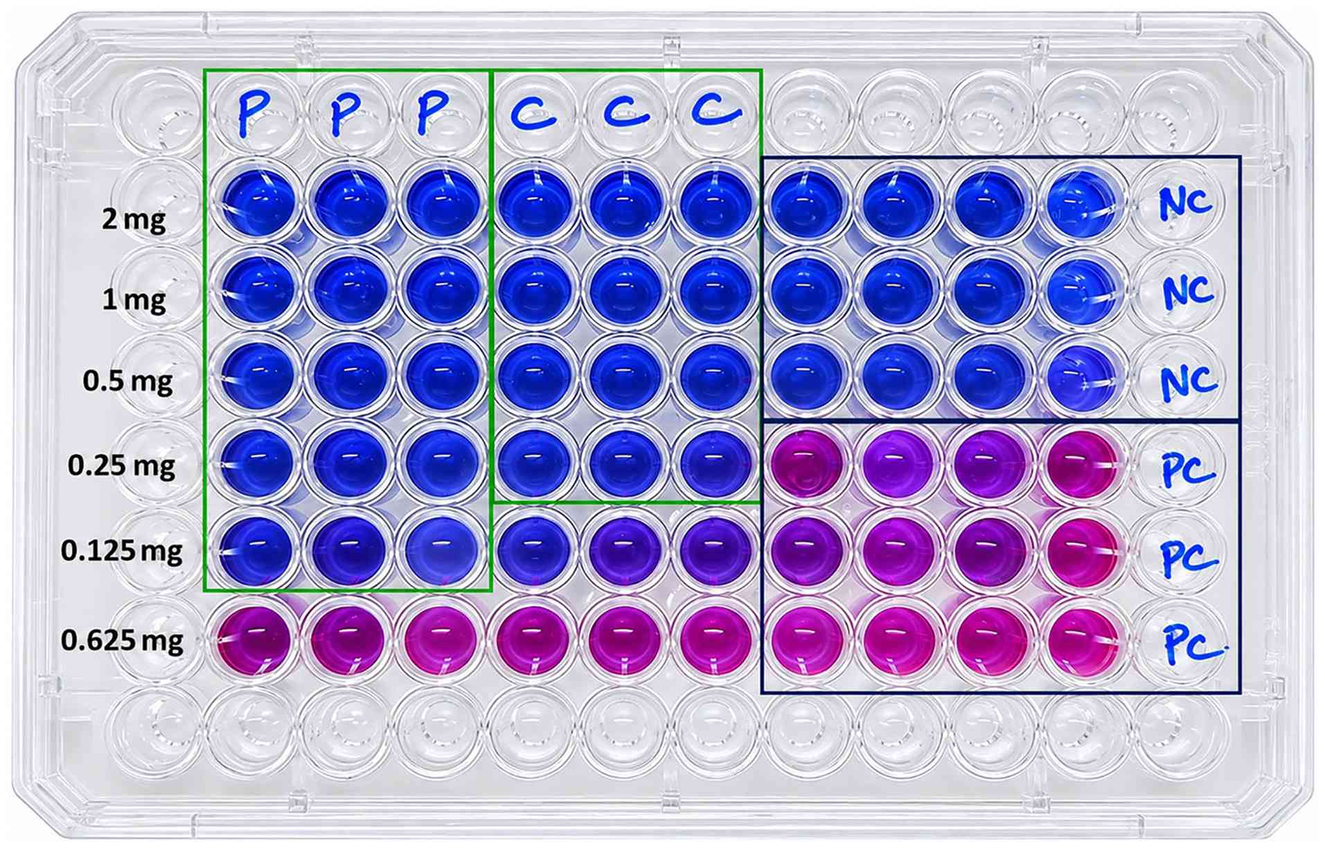 Determination of the MIC of Piper
longum and Cressa cretica methanolic extracts against M.
tuberculosis H37Rv by the resazurin microtitre assay (REMA). The
assay was performed using extract concentrations ranging from 2 to
0.625 mg/ml. The MIC was defined as the lowest concentration
showing complete inhibition of the resazurin colour change from
blue to pink. The MIC was determined to be 0.125 mg/ml (125 µg/ml)
for Piper longum and 0.25 mg/ml (250 µg/ml) for Cressa
cretica. P, Piper longum (green box); C, Cressa
cretica (green box); NC, negative control (black box); PC,
positive control (black box). Data are shown for triplicate wells
for each extract concentration. MIC, minimum inhibitory
concentration.