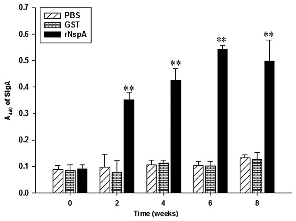 Full article: Intranasal and Intramuscular Immunization with Outer Membrane  Vesicles from Serogroup C Meningococci Induced Functional Antibodies and  Immunologic Memory