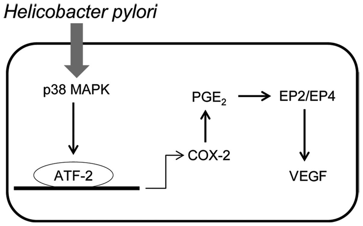 Helicobacter Pylori Promotes Vegf Expression Via The P38 Mapk