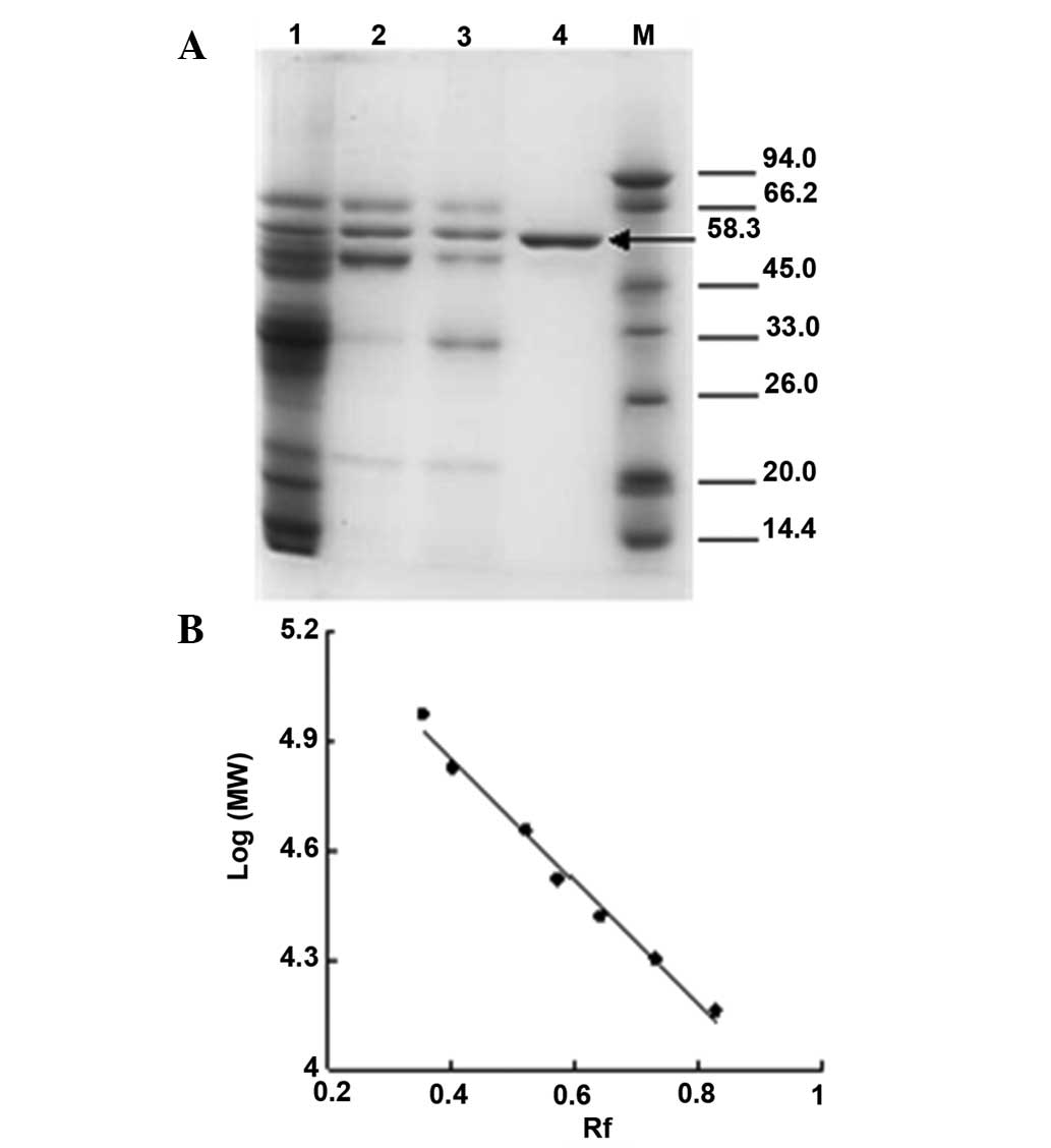 Catalase Assay Flow Chart