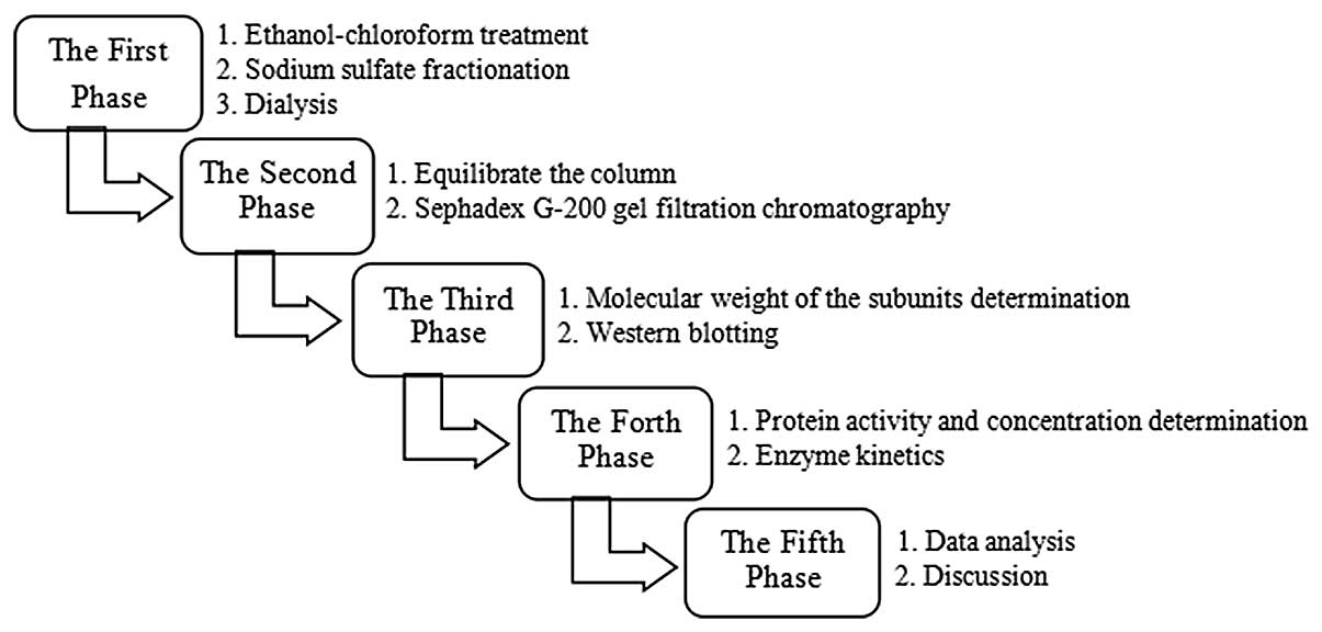 Enzyme Purification Chart