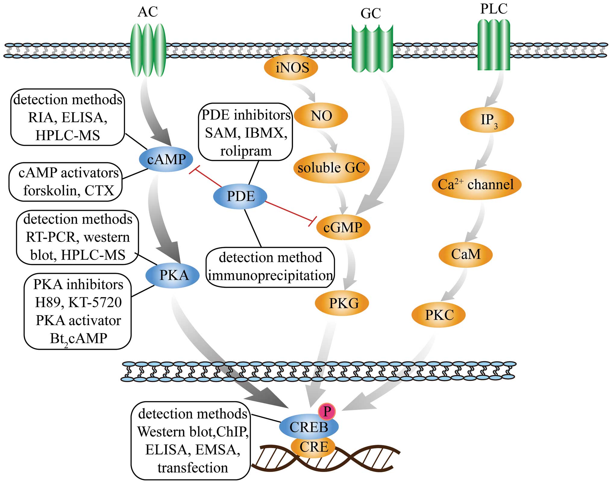 AMP signaling pathway: targets for successful drug discovery (Review)