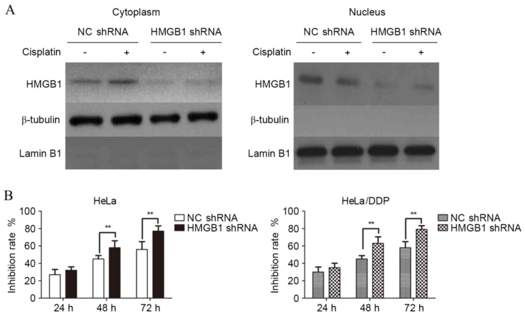 Degradation of HMGB1 and PARP-1 in HeLa cells after infection with C.