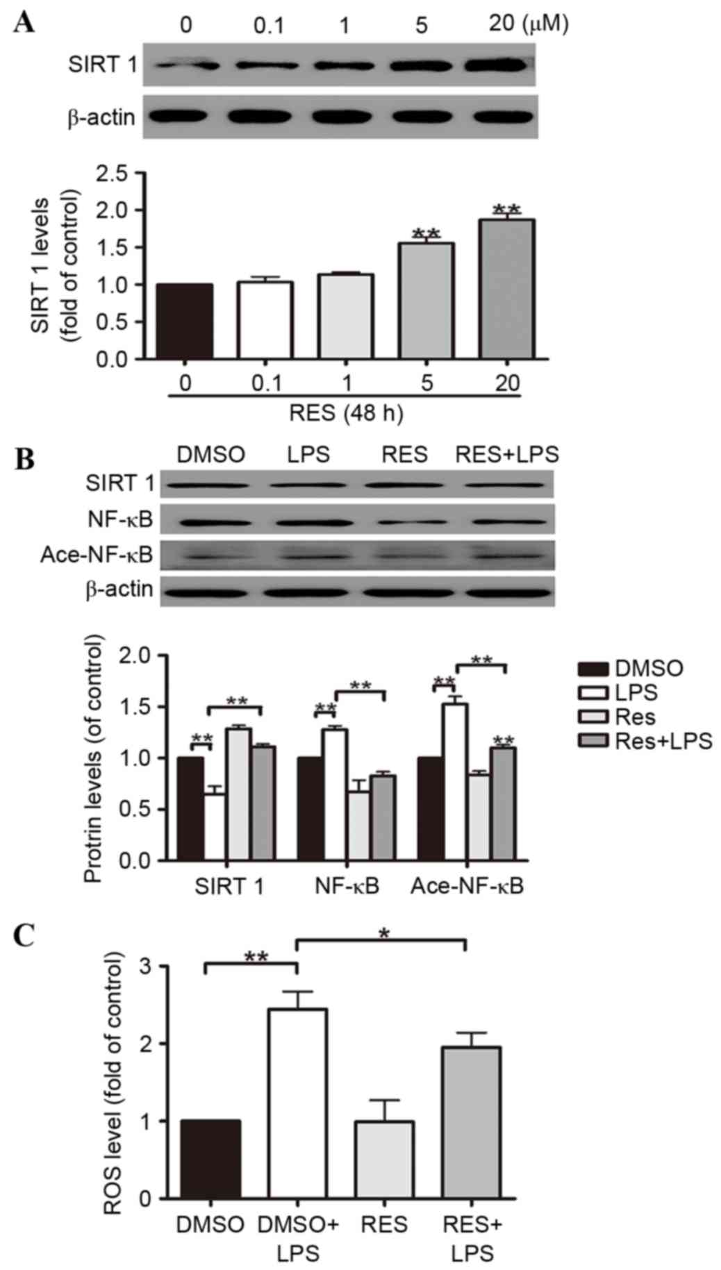 Sirt1 Mediated Regulation Of Oxidative Stress Induced By Pseudomonas Aeruginosa Lipopolysaccharides In Human Alveolar Epithelial Cells