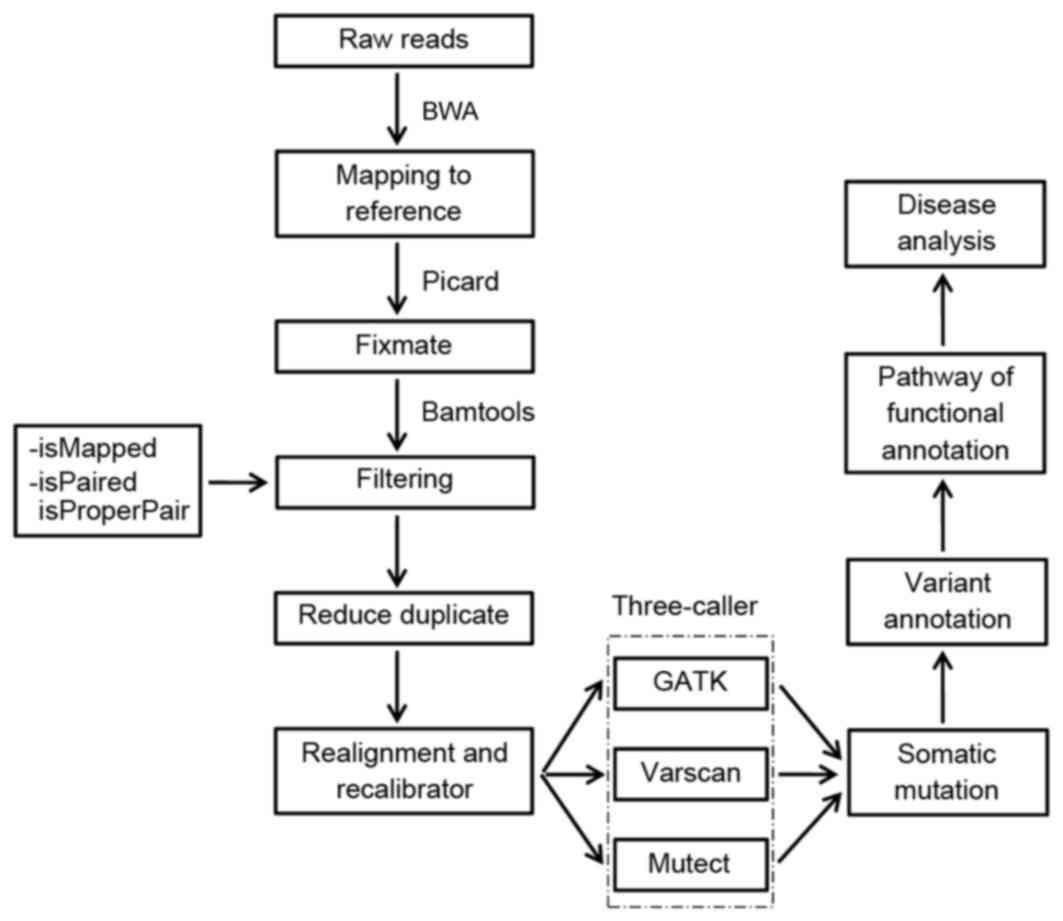 Illumina Sequencing Flow Chart