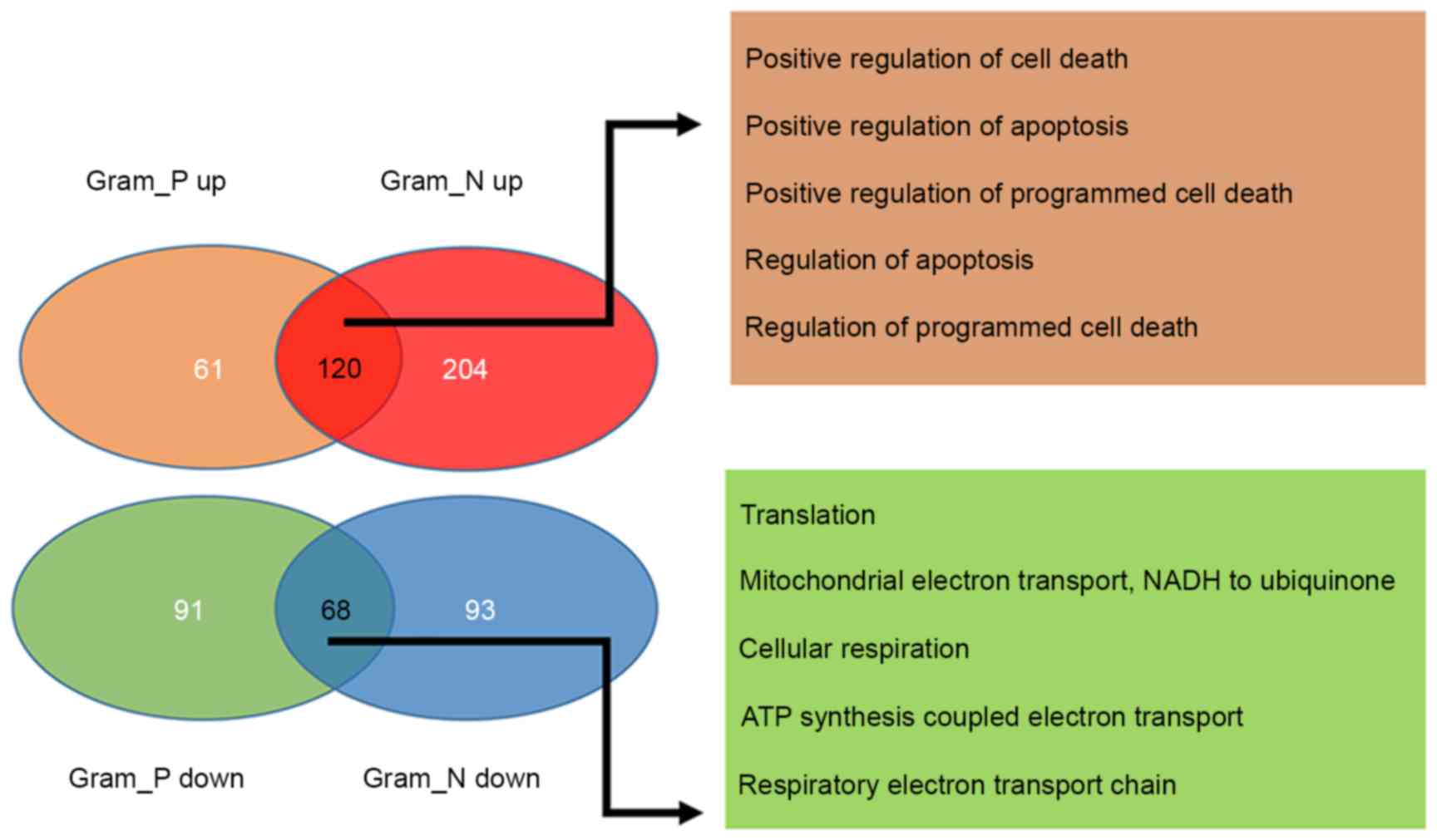 Gram Positive Vs Gram Negative Bacteria Chart