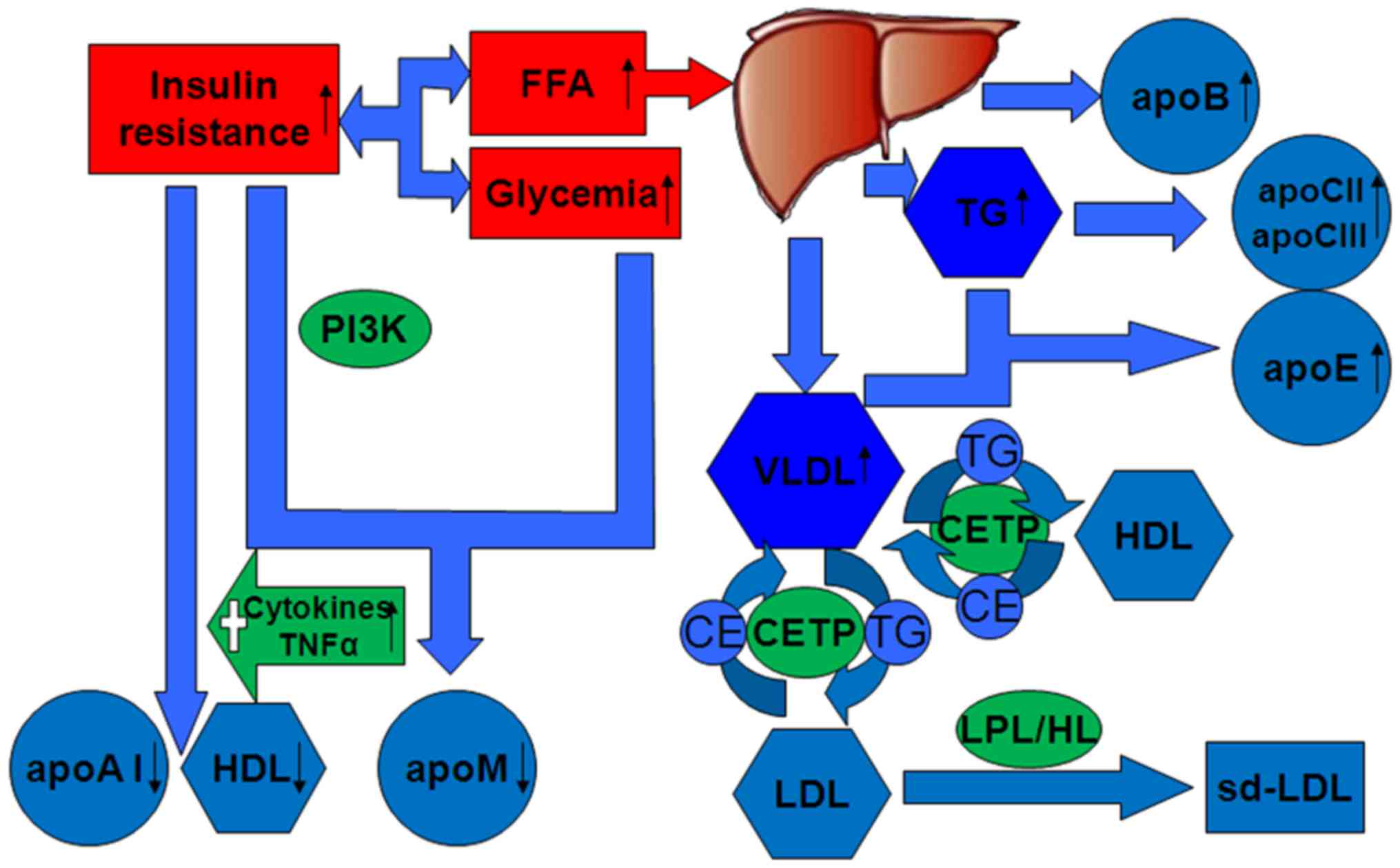 New Findings on Biological Actions and Clinical Applications of Royal Jelly: A Review