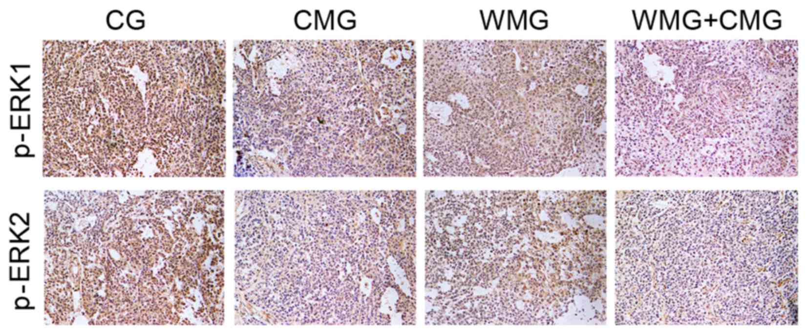 Effects of forced expression of CA-STAT3 ␣ on tumor growth 