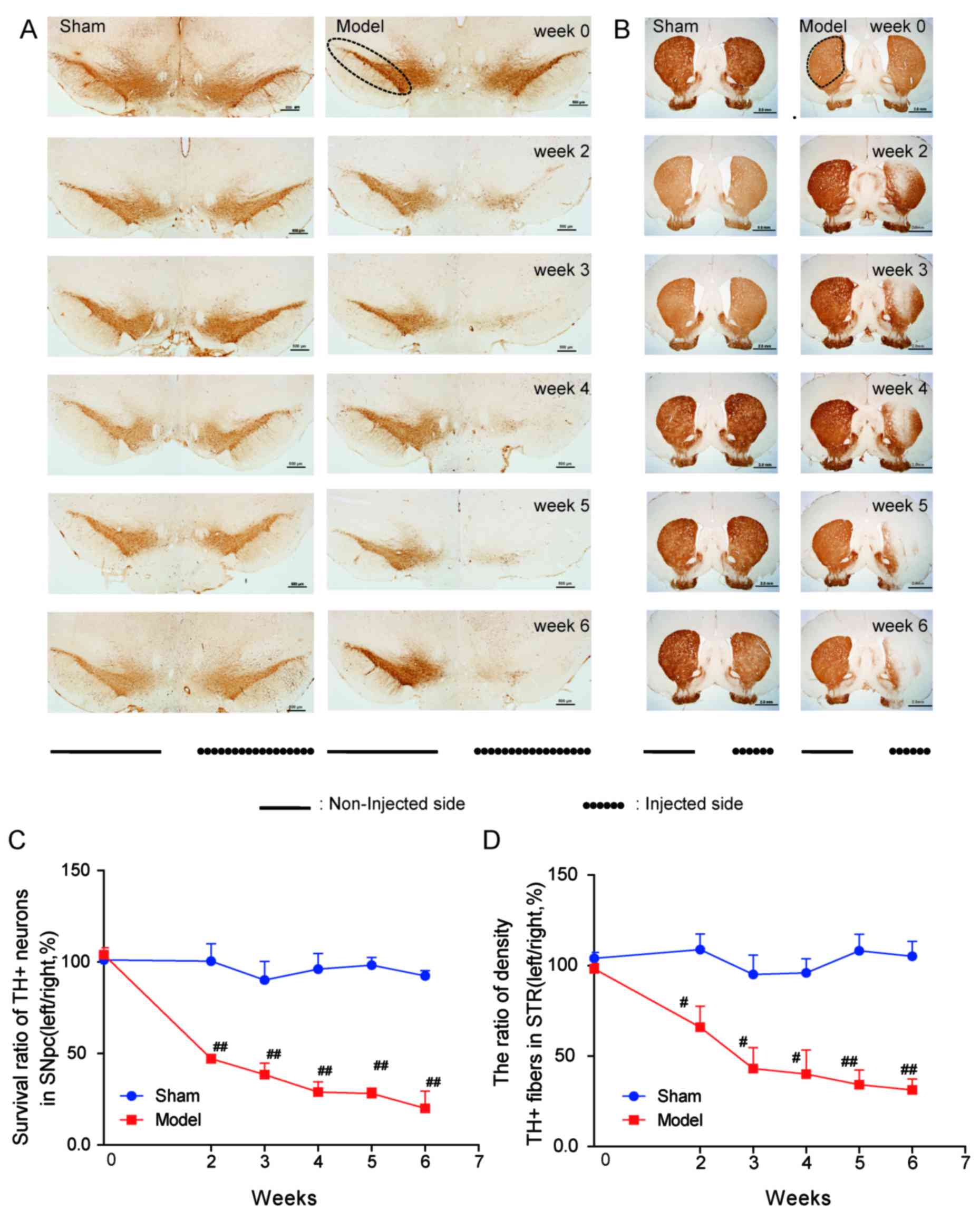 Time Course Behavioral Features Are Correlated With Parkinson S Disease Associated Pathology In A 6 Hydroxydopamine Hemiparkinsonian Rat Model