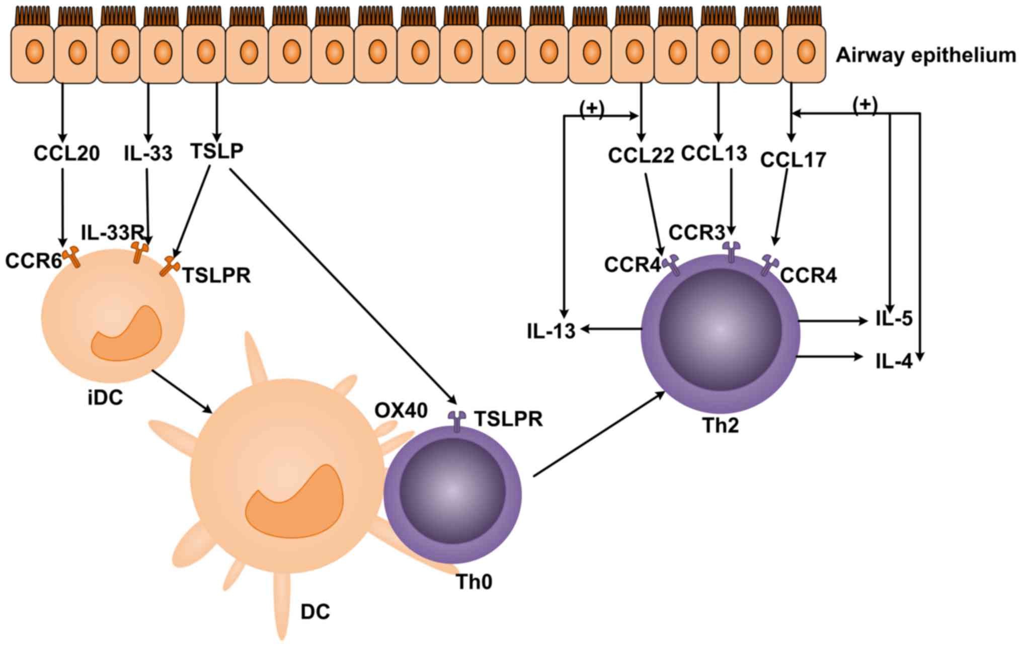 Chemokine Receptors in Allergy, Inflammation, and Infectious Disease