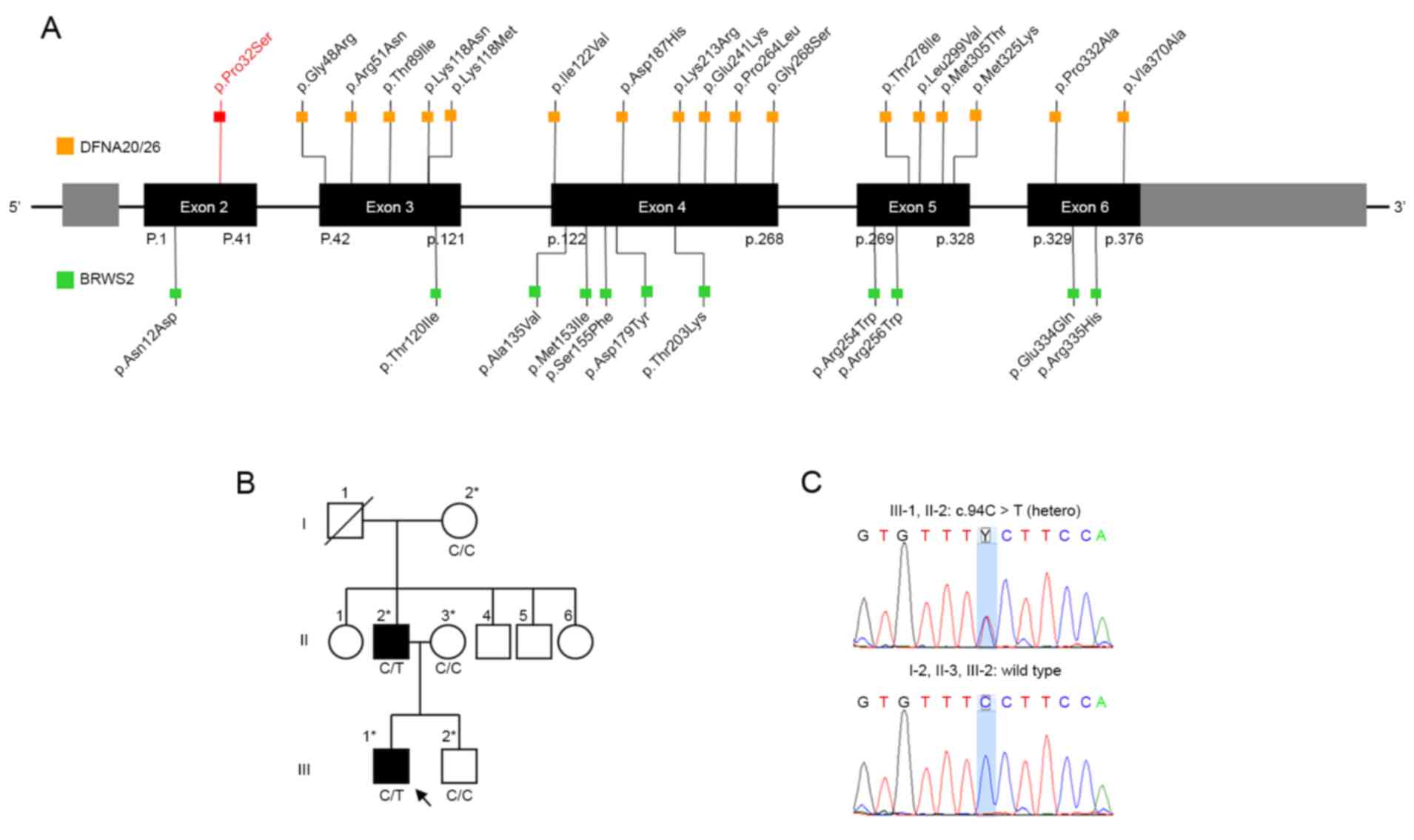 In Autosomal Dominant Inheritance Jsp Lang