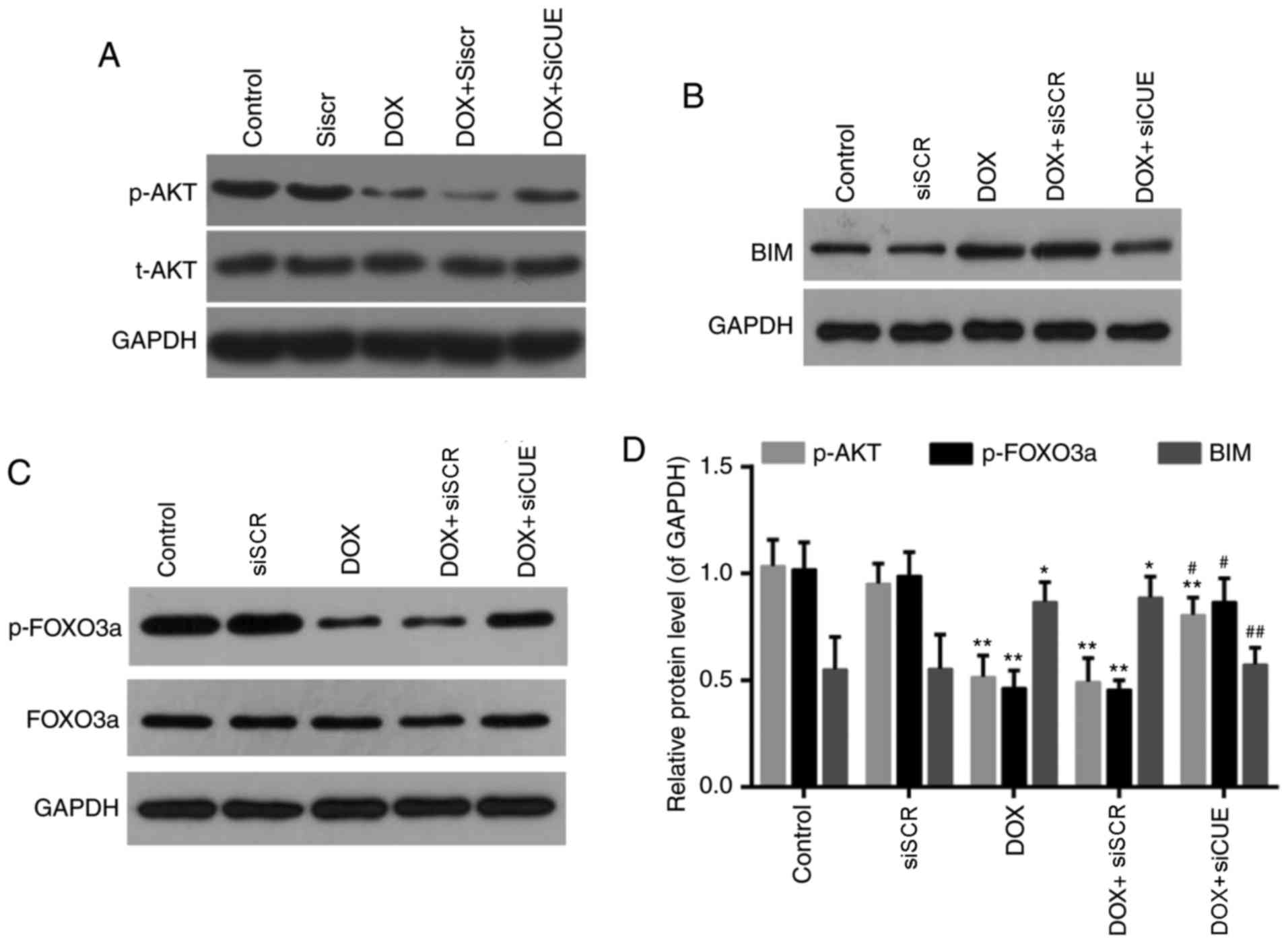 Animation akt. GAPDH ген. GAPDH изображение. Foxo3 Western blot. GAPDH белок.