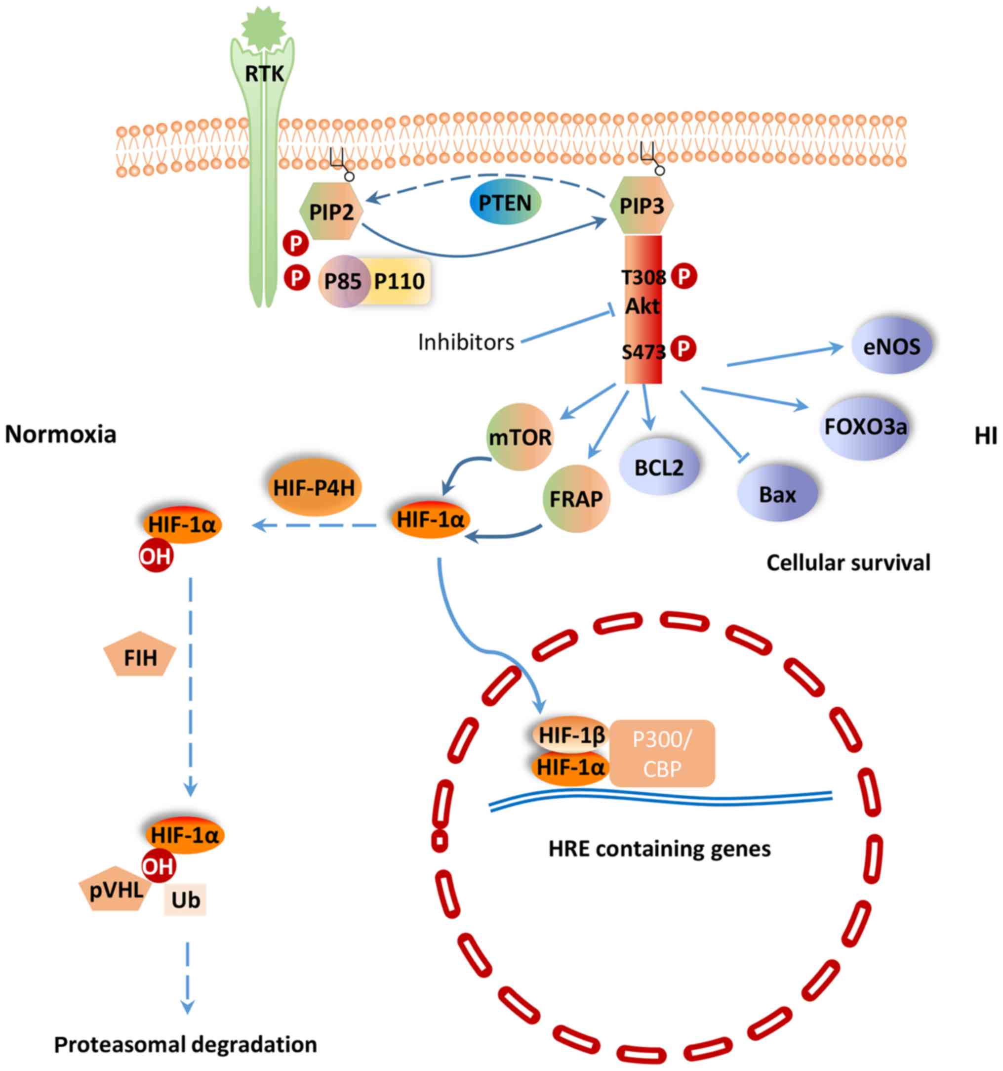 Phosphatidylinositol Pathway