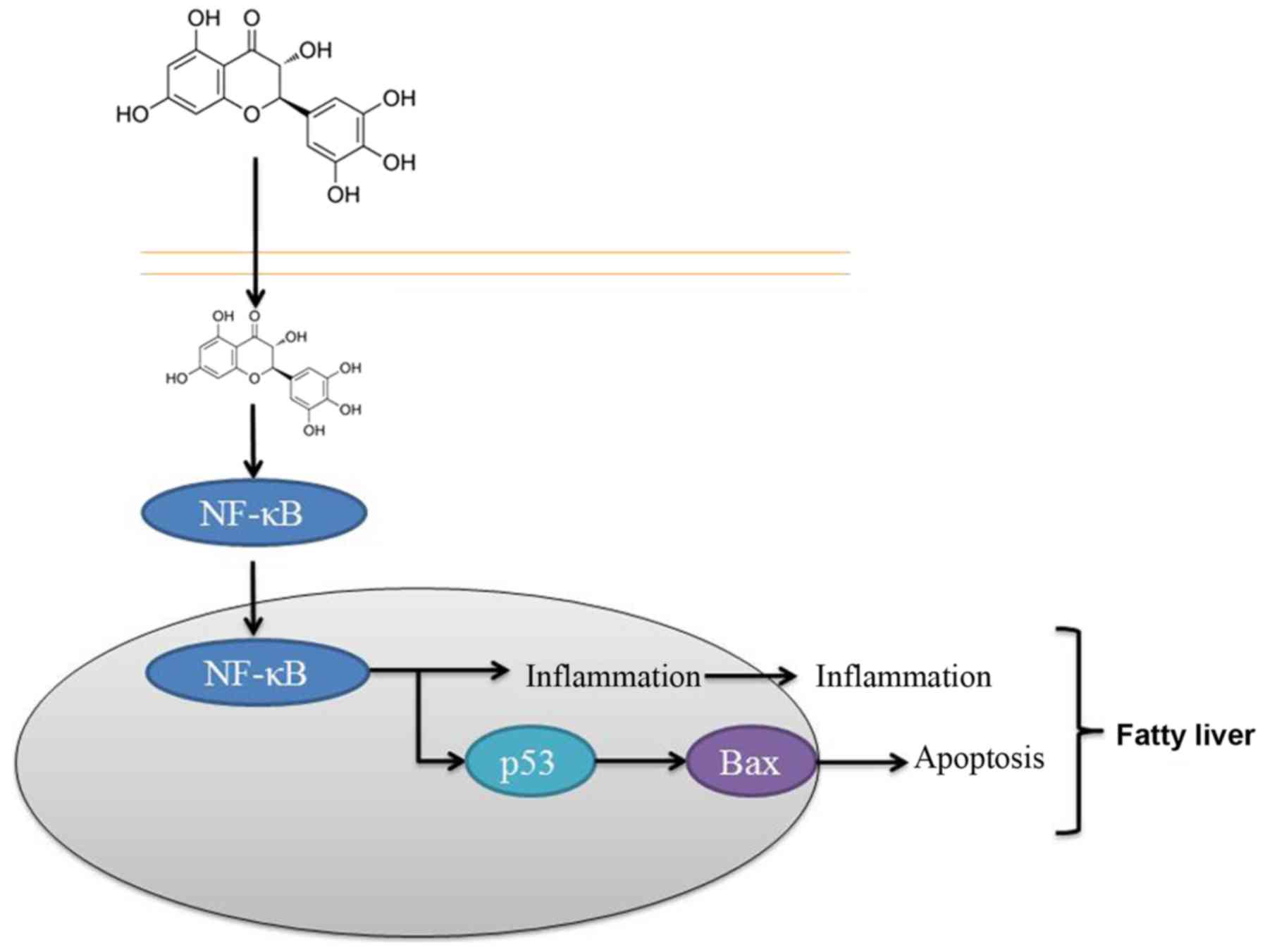 Protective effect of dihydromyricetin revents fatty liver. Protective effect of dihydromyricetin revents fatty liver.