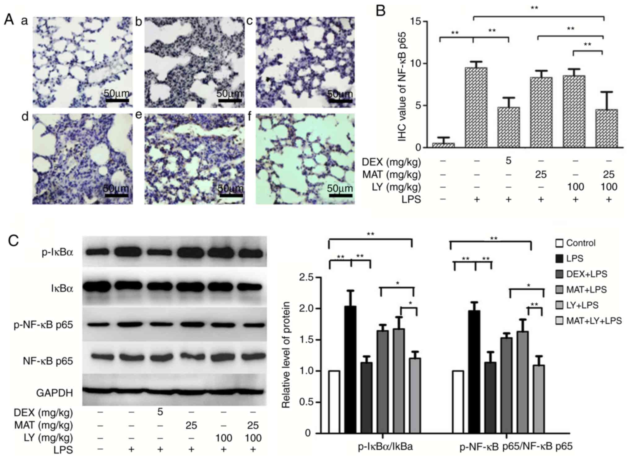 Synergistic protection of matrine and lycopene against
