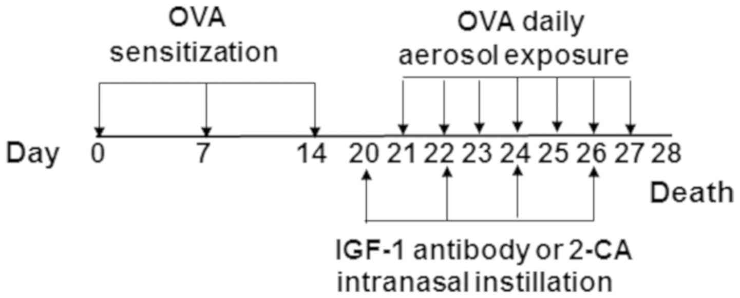 Igf 1 Level Chart