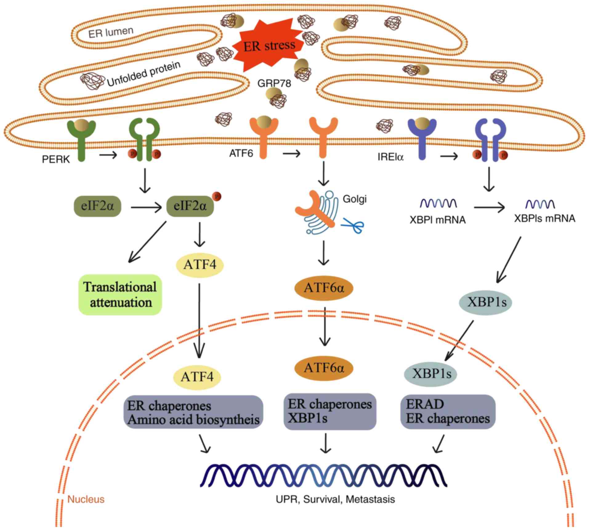 Er Signaling Pathway