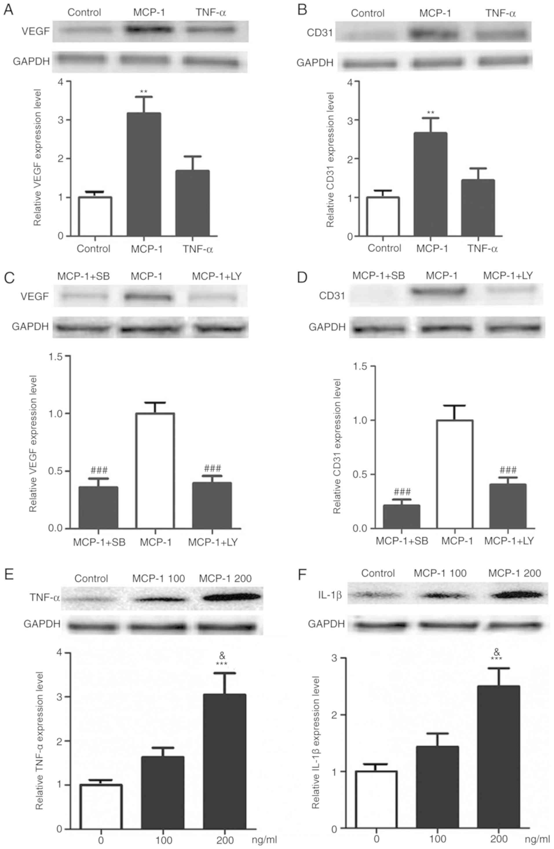 Critical Role for Monocyte Chemoattractant Protein-1 and Macrophage  Inflammatory Protein-1α in Induction of Experimental Autoimmune Myocarditis  and Effective Anti–Monocyte Chemoattractant Protein-1 Gene Therapy
