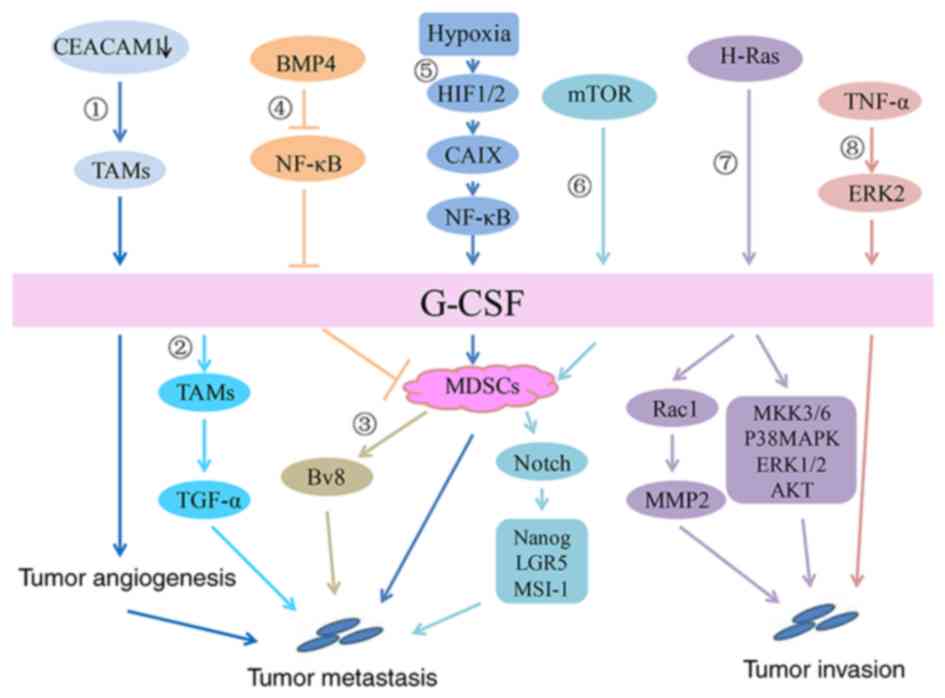 does acid reflux cause esophageal cancer