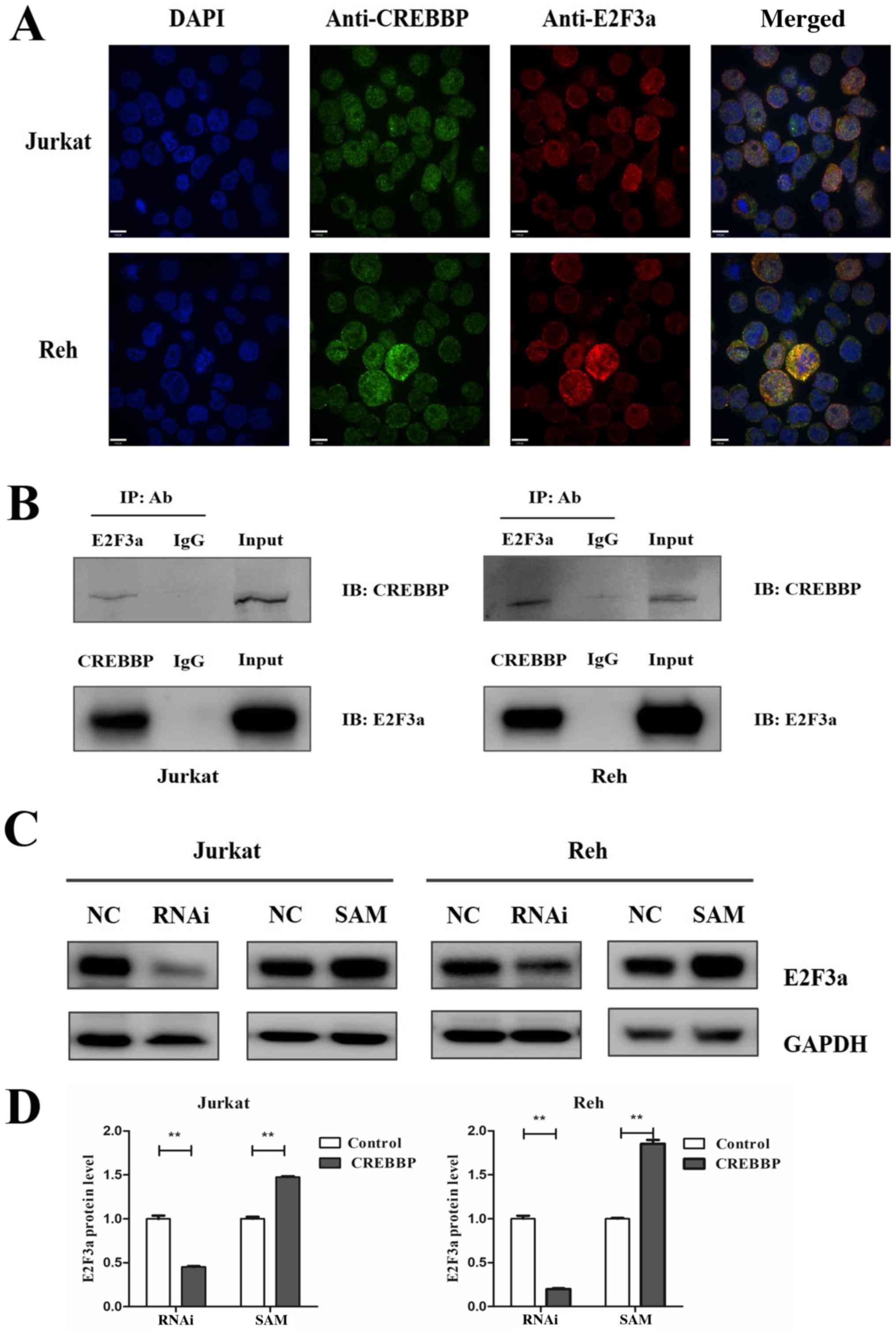 PDF) Identification of a novel de novo mutation of CREBBP in a patient with  Rubinstein-Taybi syndrome by targeted next-generation sequencing: A case  report