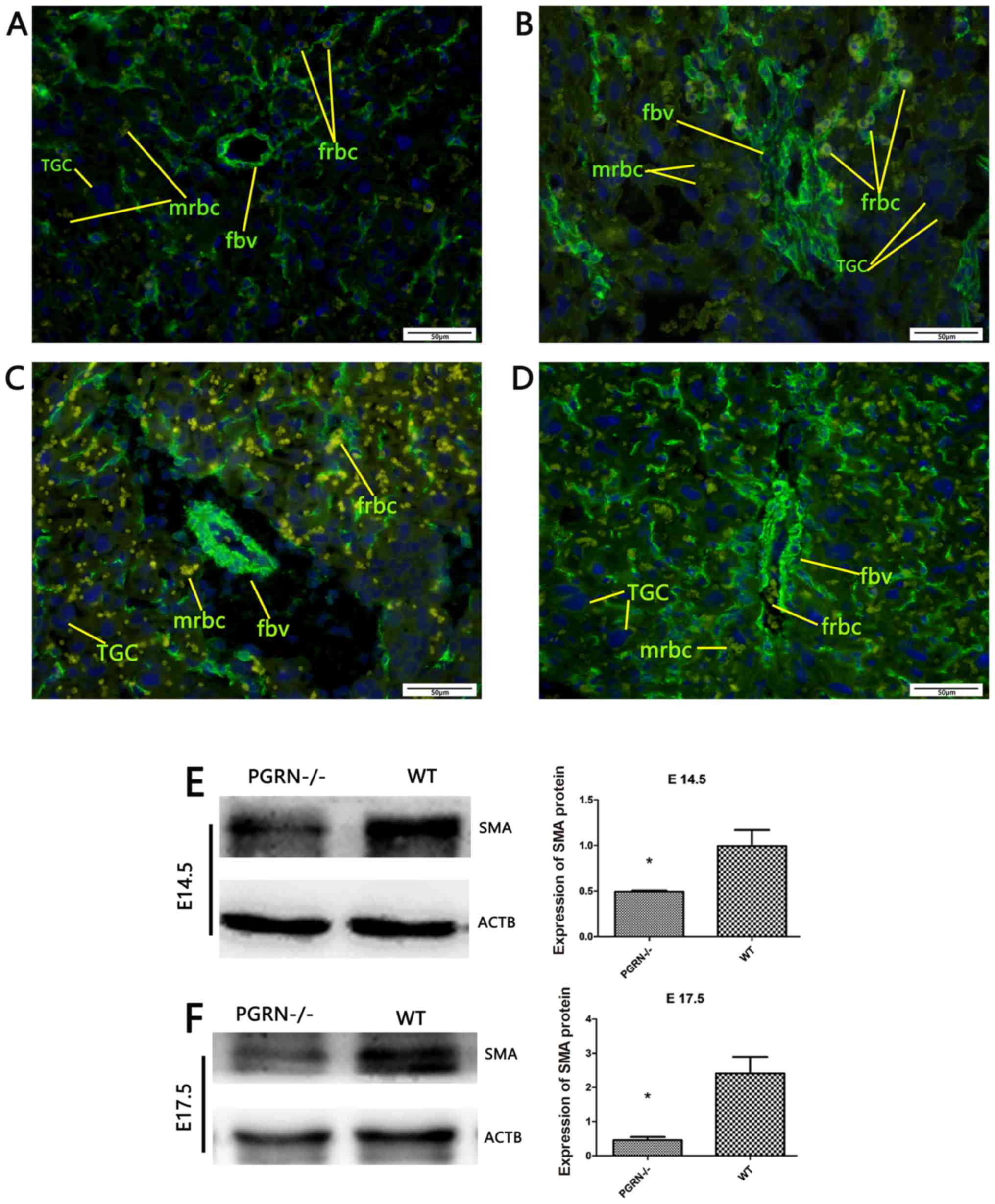 Cell-specific localization of Egam1c mRNA in the mouse placenta at