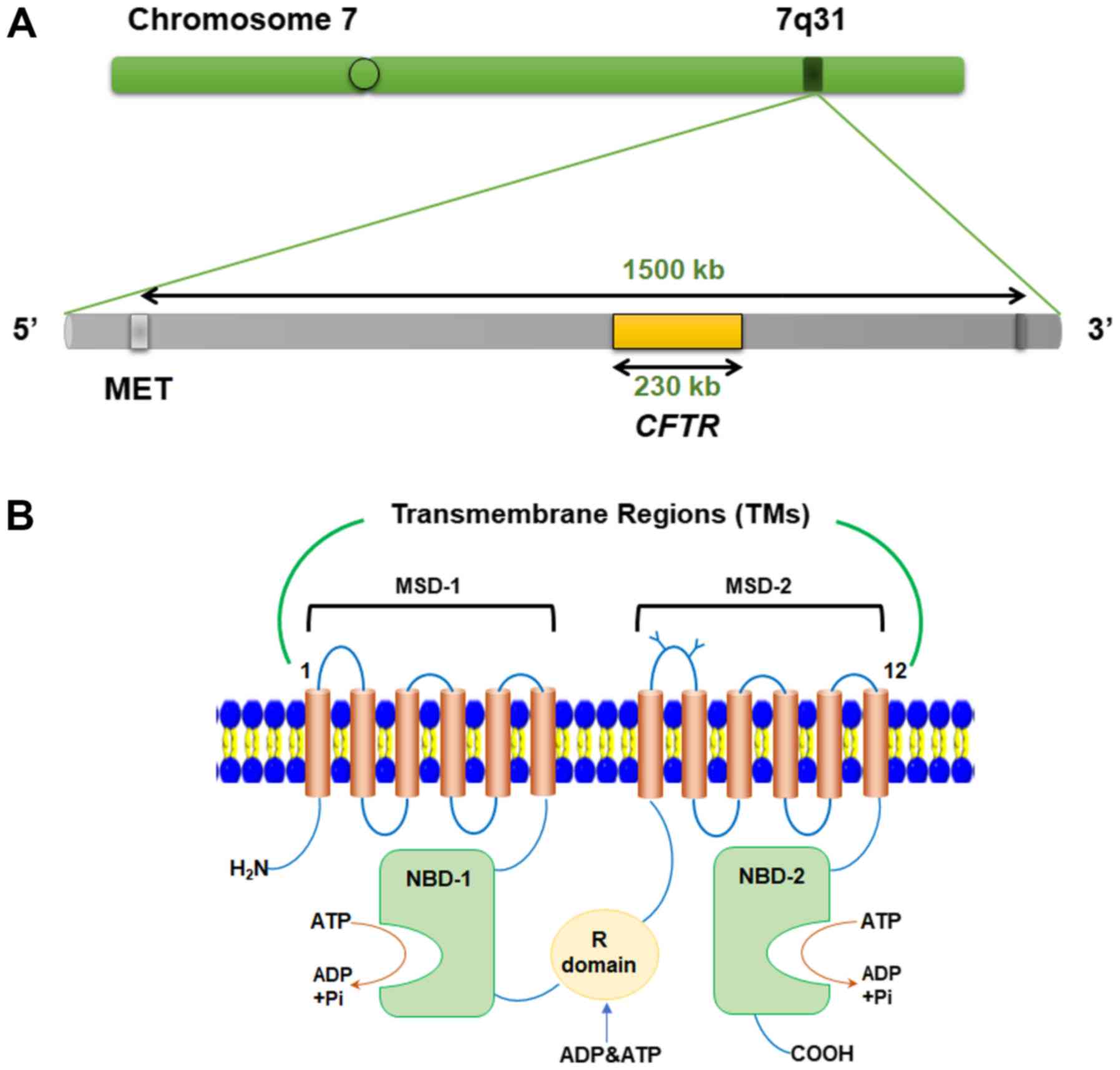 Molecular Medicine Reports