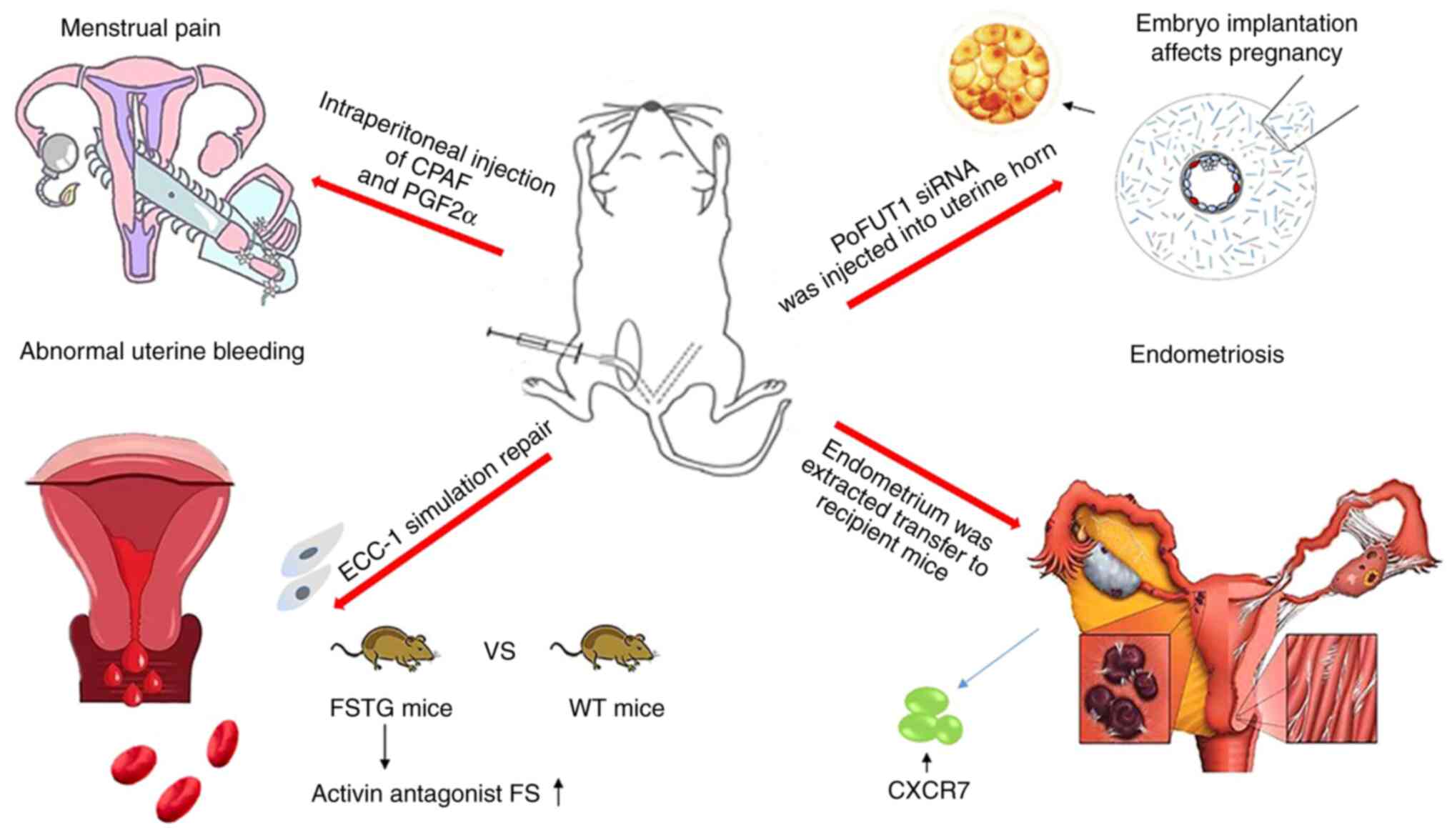 Mouse model of menstruation: An indispensable tool to investigate the  mechanisms of menstruation and gynaecological diseases (Review)