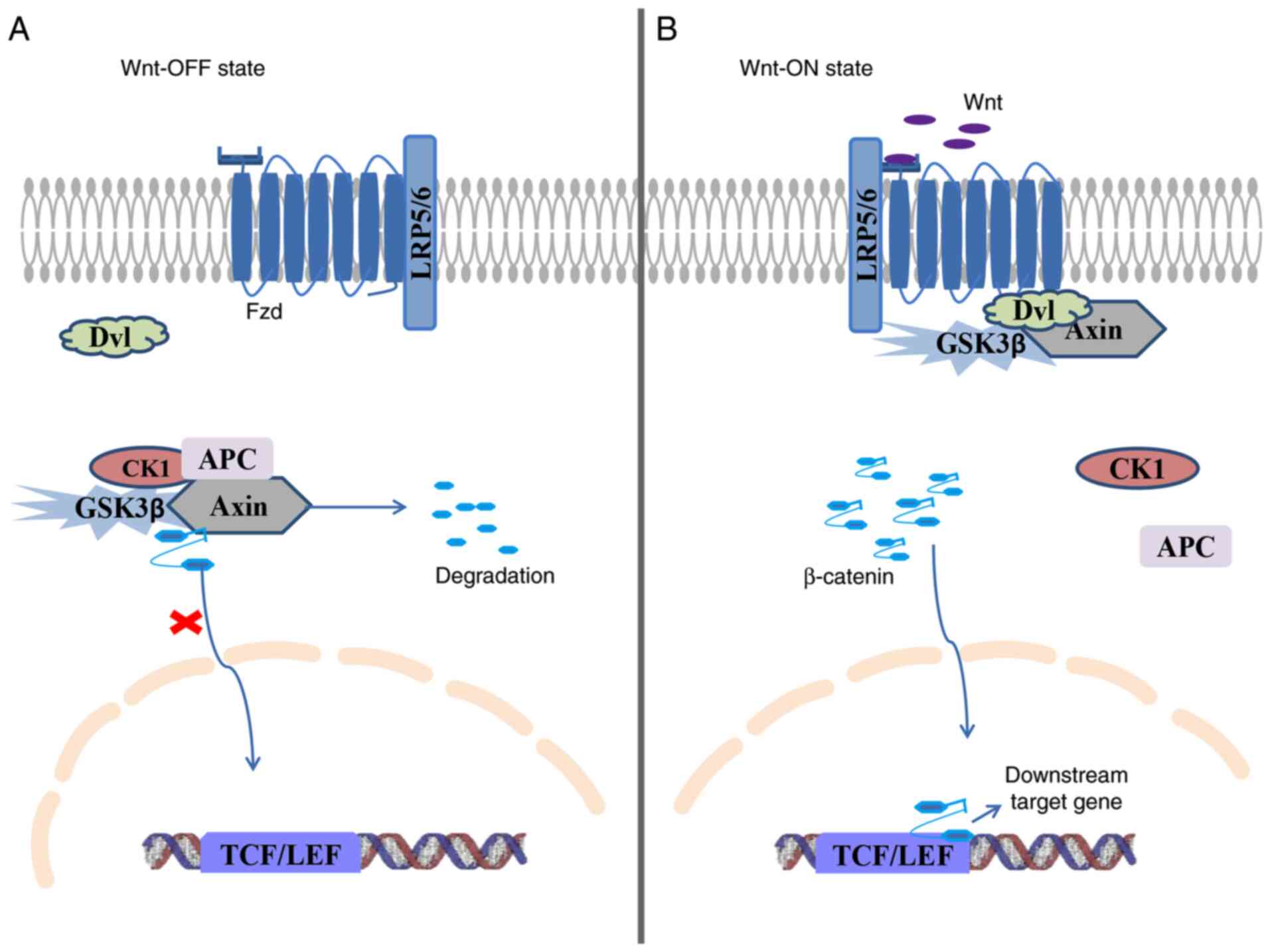 Wnt B Catenin Signaling Causes And Treatment Targets Of Drug Resistance In Colorectal Cancer Review