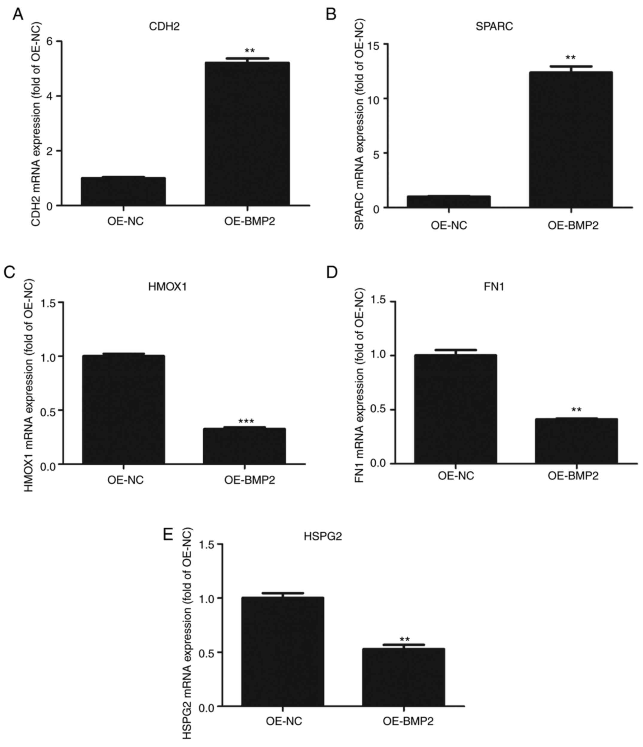 Bmp2 Induces Hmsc Osteogenesis And Matrix Remodeling