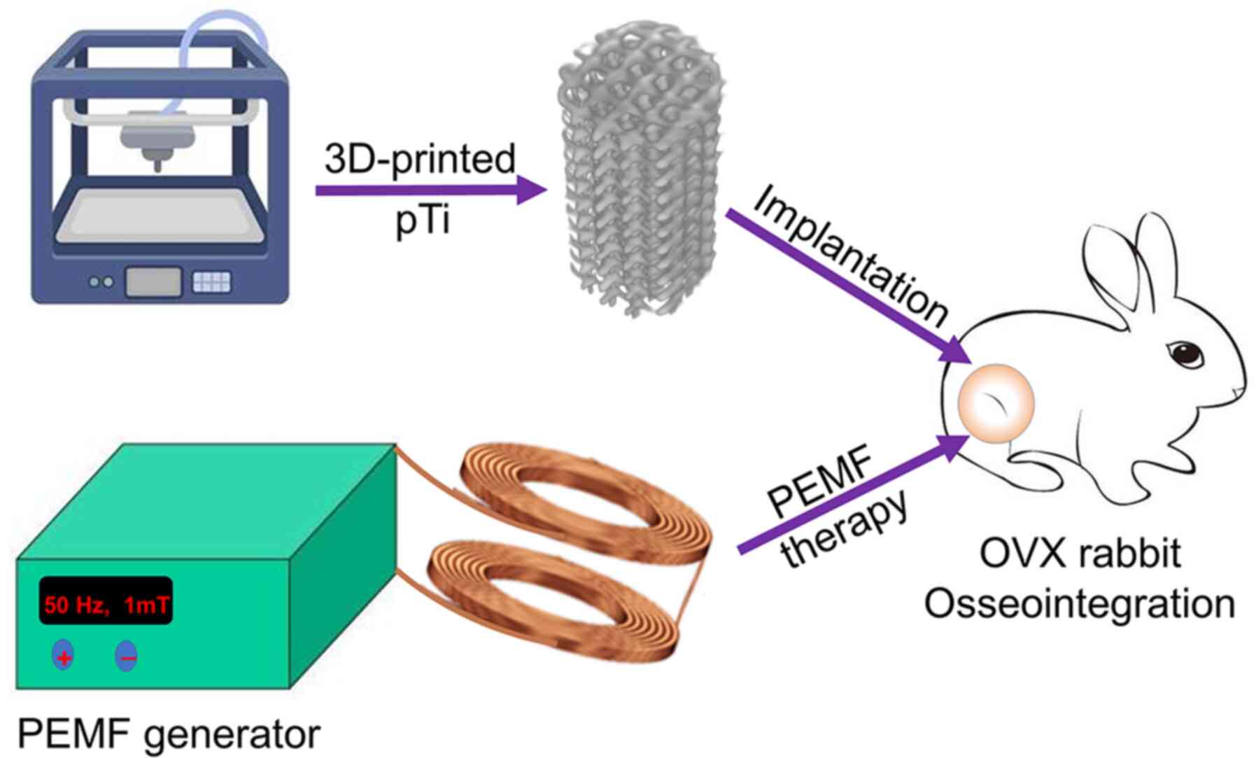 3D‑printed Ti6Al4V scaffolds combined with pulse electromagnetic fields  enhance osseointegration in osteoporosis