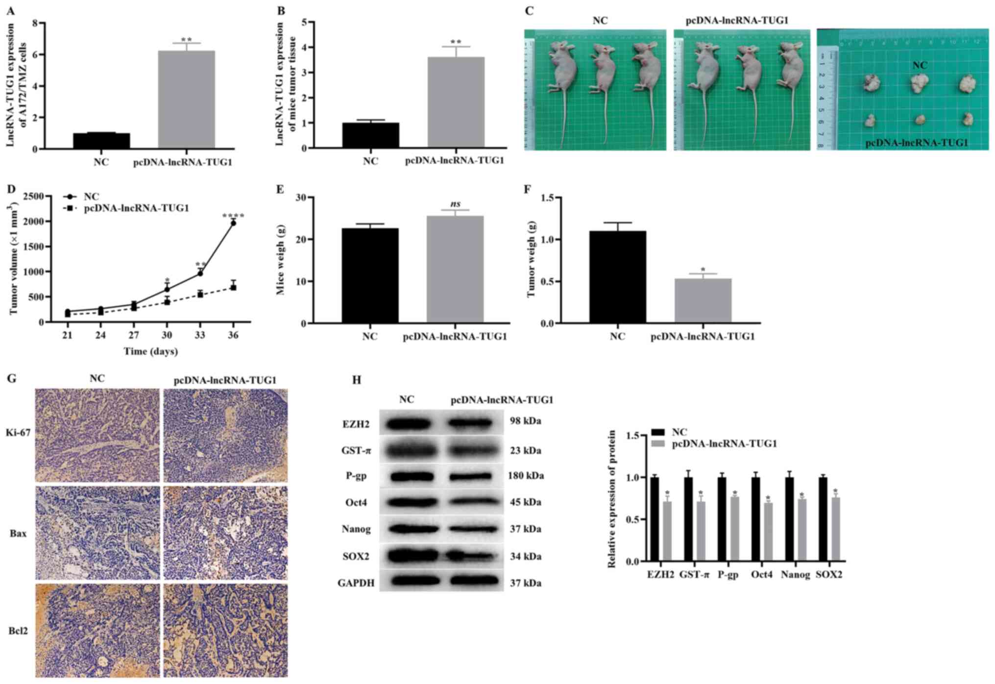 Immunization of Mice with a Live Transconjugant Shigella Hybrid Strain  Induced Th1 and Th17 Cell‐Mediated Immune Responses and Confirmed Passive  Protection Against Heterologous Shigellae - Nag - 2016 - Scandinavian  Journal of