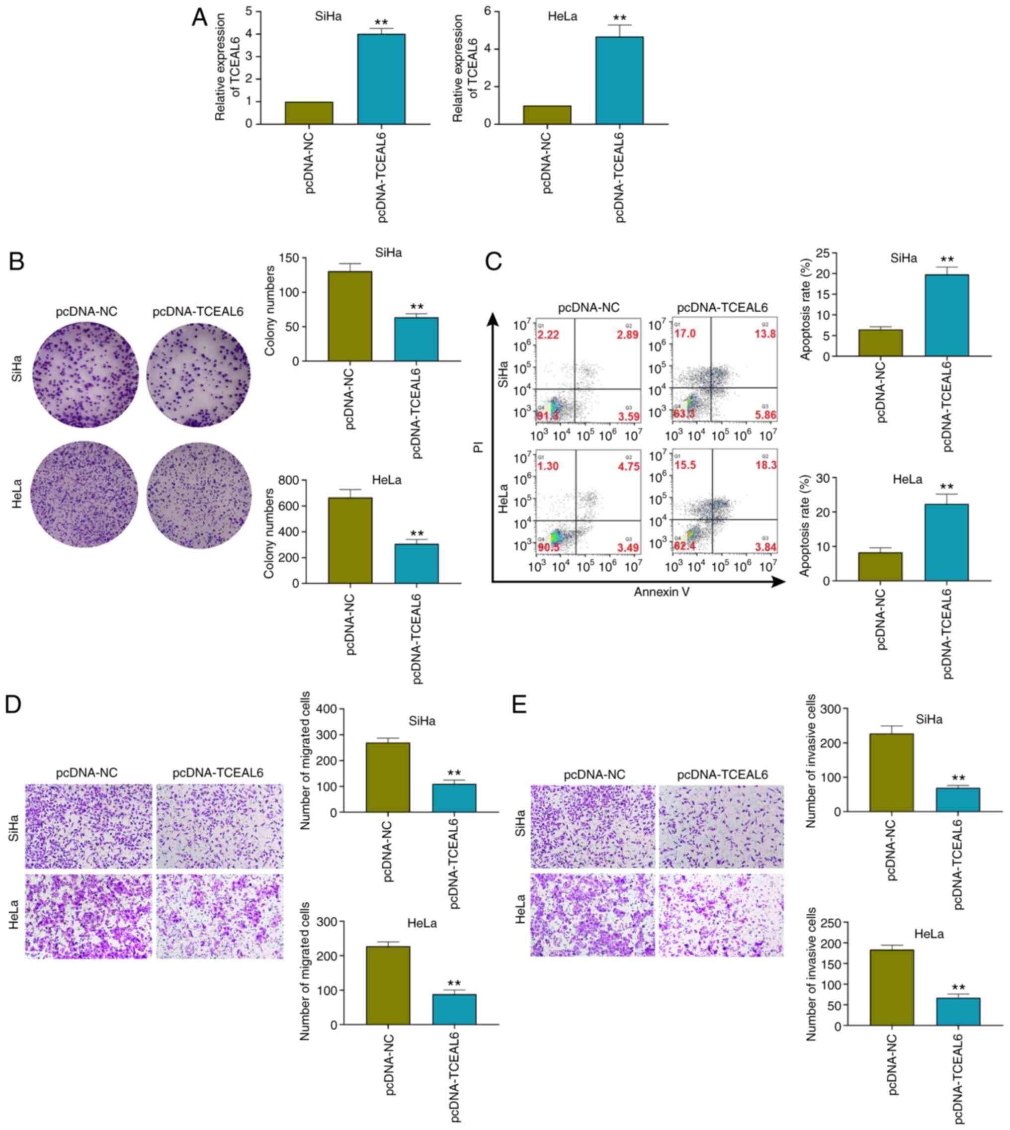 Epigenetic silencing of TCEAL7 (Bex4) in ovarian cancer