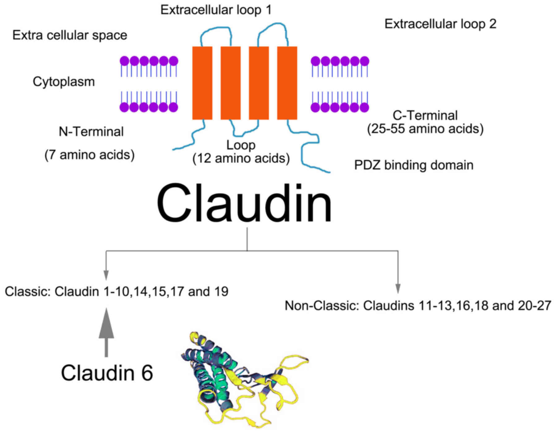 Systems Proteomics View of the Endogenous Human Claudin Protein