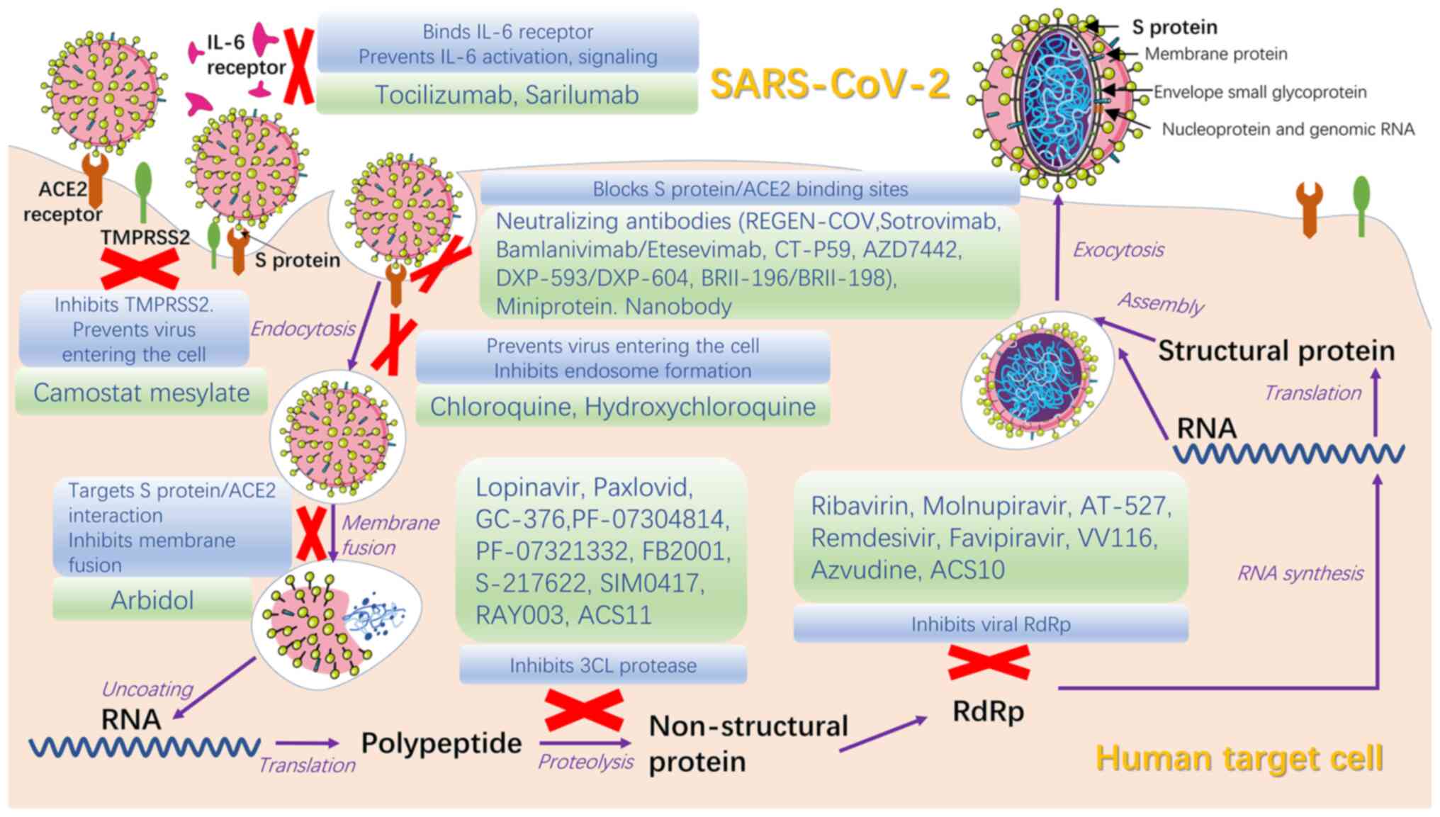 Pre-existing anti-SARS-CoV-2 immunity decreases viral spread but increase  SARS-CoV-2 Omicron competitiveness in hamsters