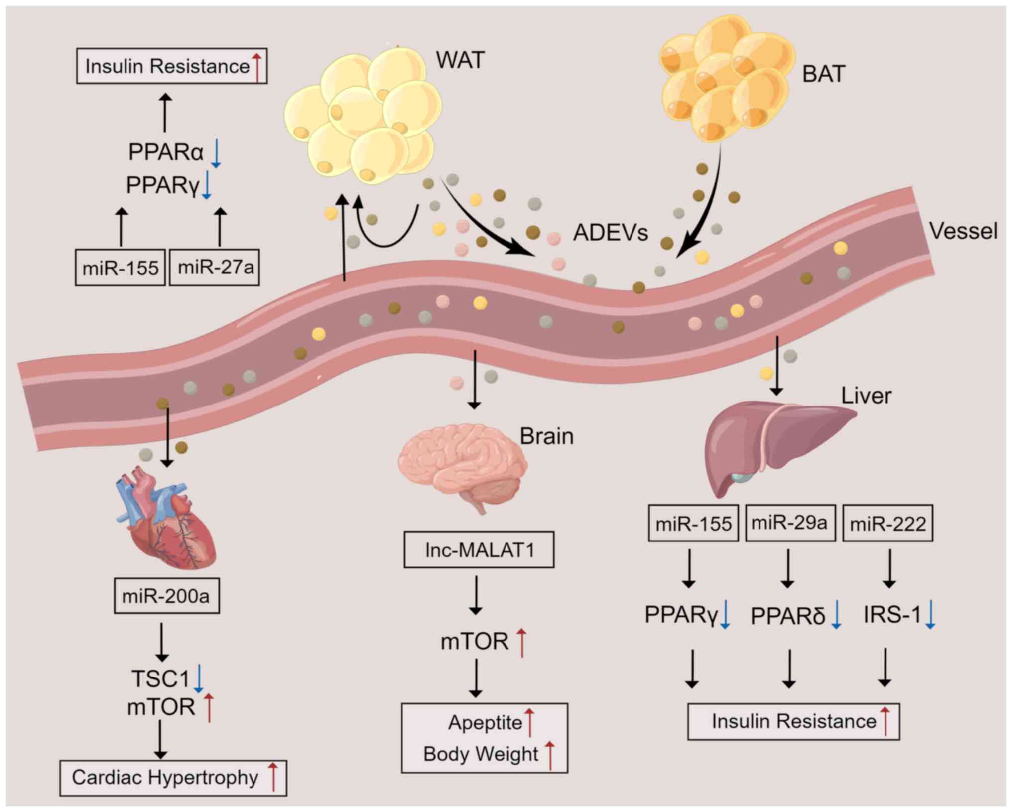 Ectopic ATP synthase stimulates the secretion of extracellular vesicles in  cancer cells