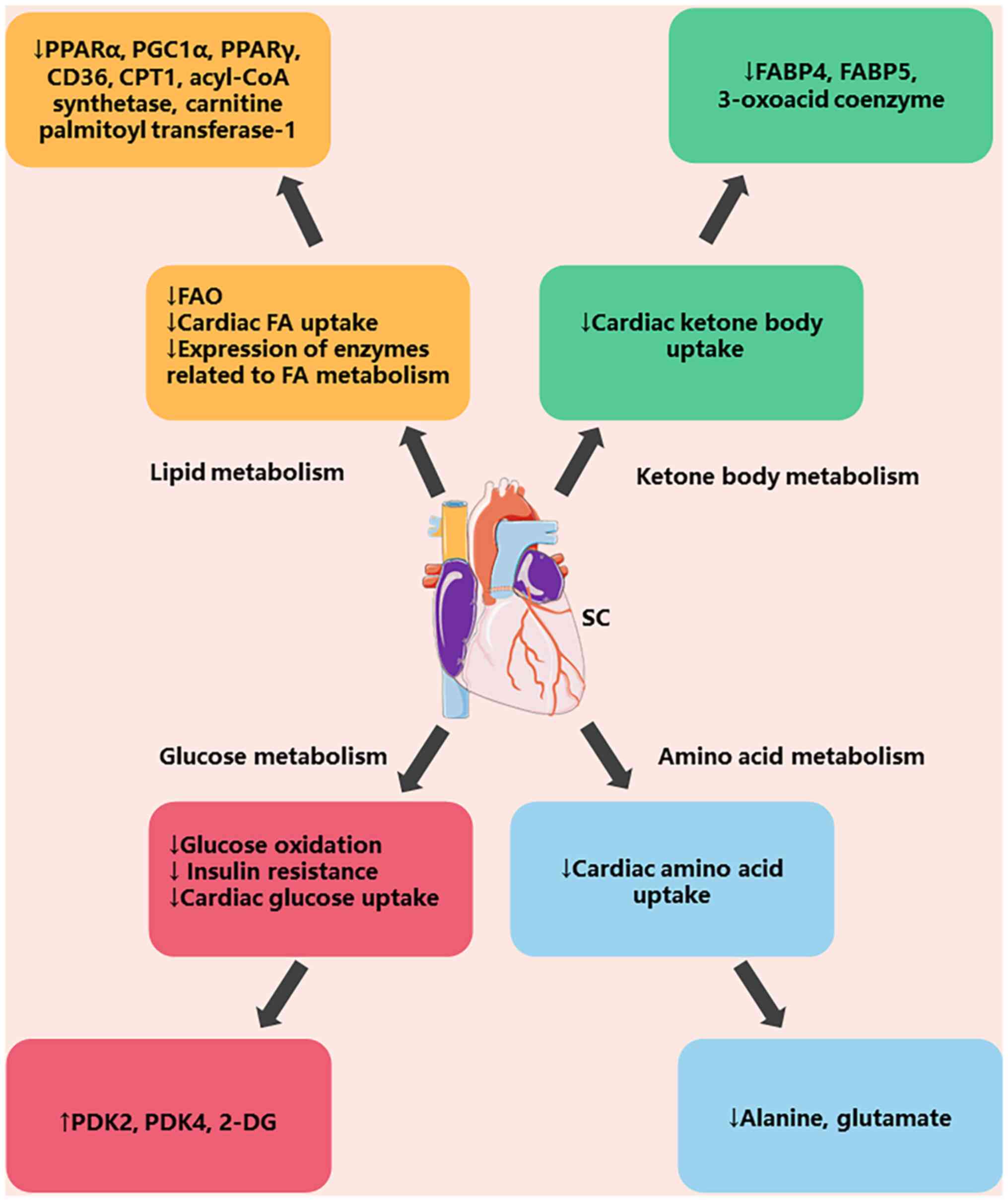 Sepsis‑induced cardiac dysfunction and pathogenetic mechanisms