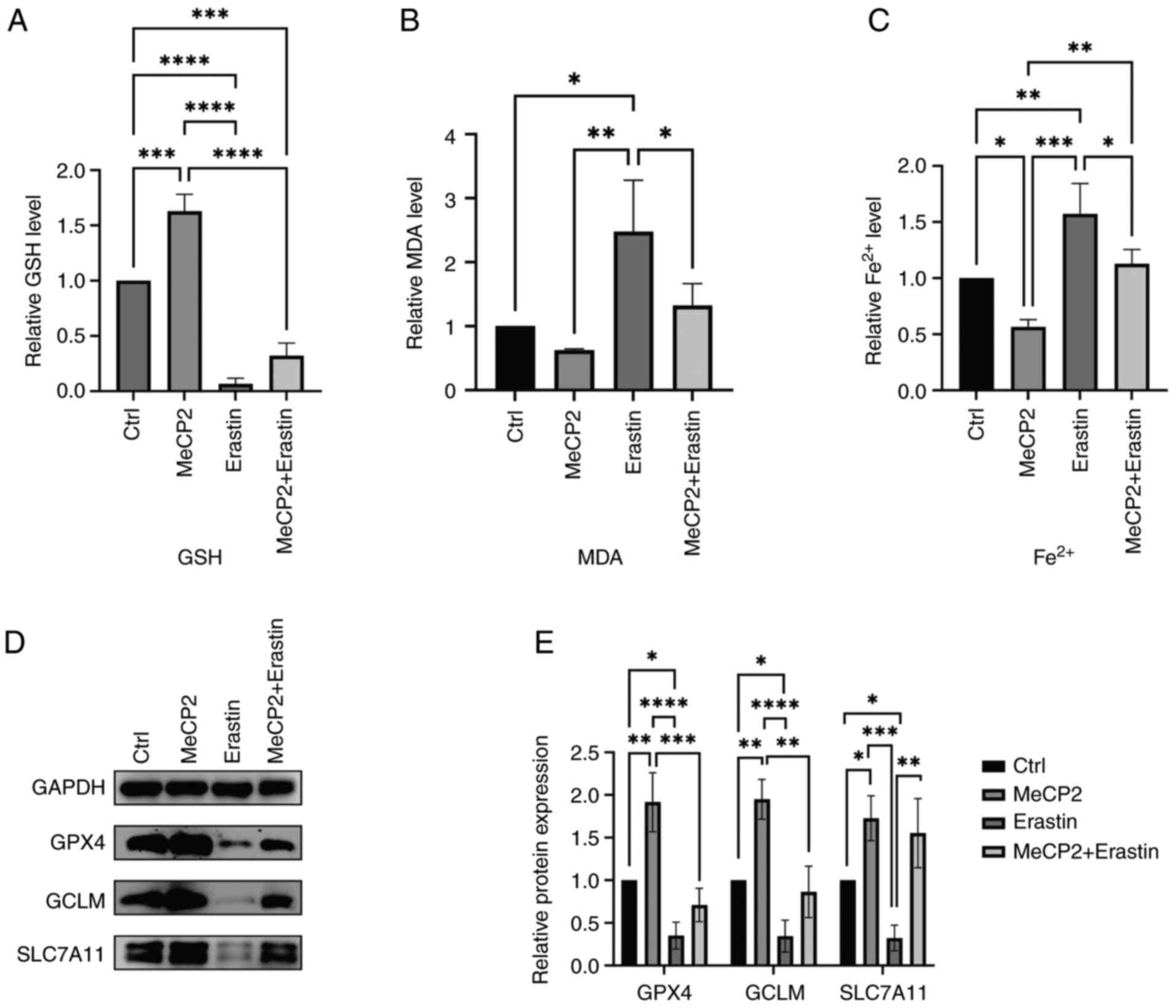 The effect of MeCP2 on ferroptosis in
ARPE-19 cells. Cells were treated with MeCP2 (100 ng/ml, 24 h),
Erastin (10 µM, 24 h) and a combination of MeCP2 (100 ng/ml, 24 h)
and Erastin (10 µM, 24 h). (A) GSH levels in ARPE-19 cells were
quantified using a GSH assay kit, ***P<0.001 (P=0.0002, MeCP2
vs. control; P=0.0001, MeCP2 + Erastin vs. control),
****P<0.0001 (Erastin vs. control, MeCP2 vs. Erastin, MeCP2 vs.
MeCP2 + Erastin). (B) MDA content was measured using an MDA assay
kit, *P<0.05 (P=0.0138, Erastin vs. control; P=0.0474, Erastin
vs. MeCP2 + Erastin), **P<0.01 (P=0.0037, MeCP2 vs. Erastin).
(C) Intracellular Fe2+ concentrations were determined
using an iron assay kit, *P<0.05(P=0.035, MeCP2 vs. control;
P=0.031, Erastin vs. MeCP2 + Erastin), **P<0.01 (P=0.008,
Erastin vs. control; P=0.009, MeCP2 vs. MeCP2 + Erastin),
***P<0.001 (P=0.0002, MeCP2 vs. Erastin). (D and E) Expression
patterns of ferroptosis-associated proteins GPX4, GCLM and SLC7A11
were analyzed by western blotting. Blots were probed with anti-GCLM
(1:4,000), anti-GPX4 (1:2000), anti-SLC7A11 (1:1,000) and
anti-GAPDH (1:10,000), with GAPDH as the loading control.
Statistical significance compared with the control group:
*P<0.05, **P<0.01, ***P<0.001, ****P<0.0001(GPX4:
P=0.0034, MeCP2 vs. control; P=0.0243, Erastin vs. control;
P<0.0001, MeCP2 vs. Erastin; P=0.0006, MeCP2 vs. MeCP2 +
Erastin. GCLM: P=0.0027, MeCP2 vs. control; P=0.225, Erastin vs.
control; P<0.0001, MeCP2 vs. Erastin; P=0.0011, MeCP2 vs. MeCP2
+ Erastin. SLC7A11: P=0.0323, MeCP2 vs. control; P=0.045, Erastin
vs. control; P=0.0006, MeCP2 vs. Erastin; P=0.0015, MeCP2 vs. MeCP2
+ Erastin). Data represent three independent experiments (n=3).
MeCP2, methyl-CpG binding protein 2; GSH, glutathione; MDA,
malondialdehyde; GPX4, glutathione peroxidase 4; GCLM,
glutamate-cysteine ligase modifier subunit; SLC7A11, solute carrier
family 7 member 11.