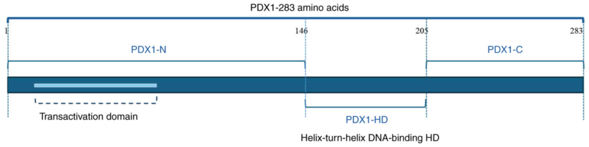 Schematic diagram of the PDX1 protein
structure. PDX1, pancreatic and duodenal homeobox gene 1.