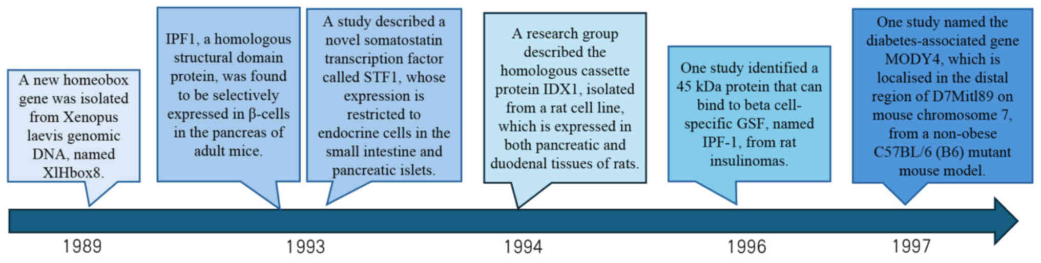 Research process of PDX1. PDX1 has
been transiently named as MODY4, GSF, IPF1, STF1 and IDX1. PDX1,
pancreatic and duodenal homeobox gene 1; MODY, maturity-onset
diabetes of the young; GSF, glucose-sensitive factor; IPF1, insulin
promoter factor 1, homeodomain transcription factor; STF1,
somatostatin transcription factor 1; IDX1, islet/duodenum
homeobox-1.