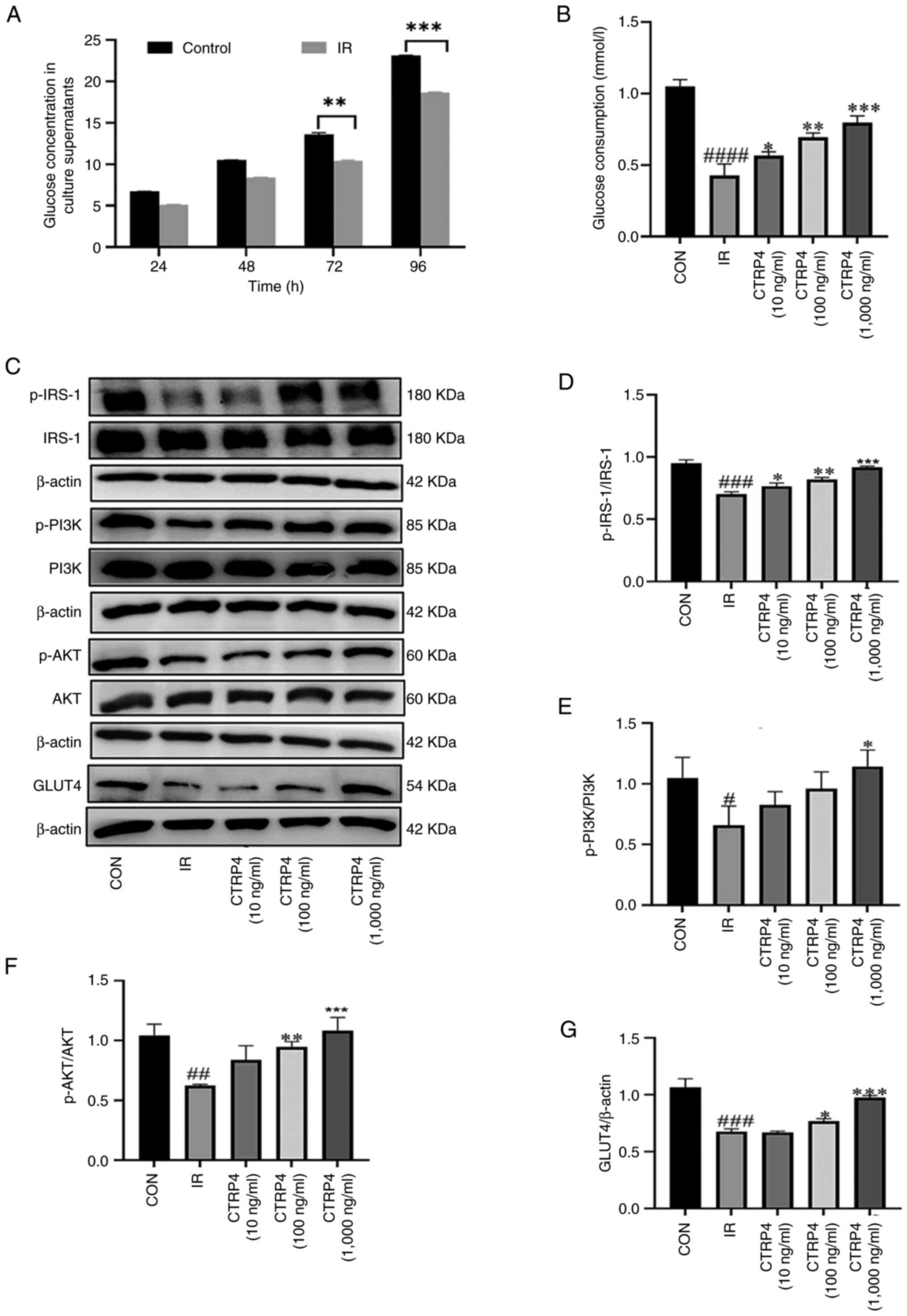 Effects of CTRP4 on glucose uptake
and insulin resistance-related pathways in adipocytes. (A) Glucose
concentration in cell culture supernatants over time after
dexamethasone treatment (**P<0.01 and ***P<0.001 IR group vs.
CON group). (B) Glucose consumption was measured in 3T3-L1
adipocytes with insulin resistance upon stimulation with CTRP4 of
increasing concentrations (10, 100 and 1,000 ng/ml;
###P<0.001 IR group vs. CON group; **P<0.01 and
***P<0.001 CTRP4 group vs. IR group). 3T3-L1 adipocytes with
insulin resistance were treated with CTRP4 of increasing
concentration (10, 100 and 1,000 ng/ml) for 48 h. (C)
Representative western blotting images. (D-G) Semi-quantification
of western blotting results for (D) p-IRS-1, (E) p-PI3K, (F) p-AKT
and (G) GLUT4. (10, 100 and 1,000 ng/ml; #P<0.05,
##P<0.01, ###P<0.001 and
####P<0.0001 IR group vs. CON group; *P<0.05,
**P<0.01 and ***P<0.001 CTRP4 group vs. IR group). CTRP4,
C1q/TNF-related protein 4; CON, control; IR, insulin resistance;
p-, phosphorylated.