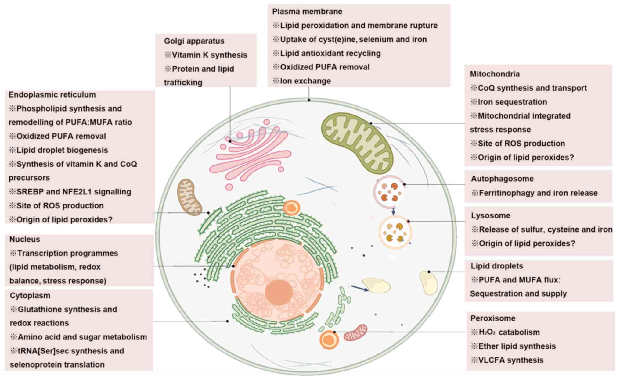 glutathione scavenger supplier in china Molecular Medicine Reports Let’s talk B12 — Reduced Glutathione Powder Flavor:Unflavored