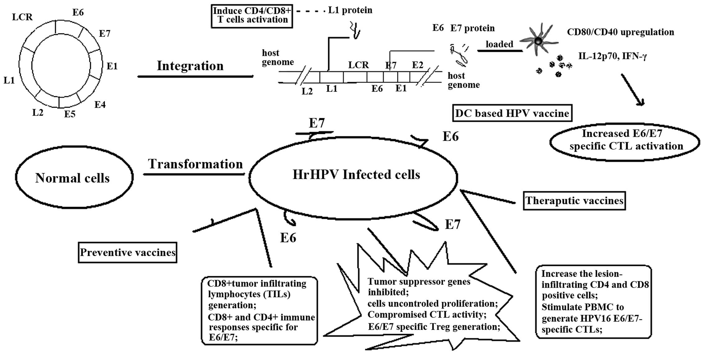 human papillomavirus infection level hpv for genital warts