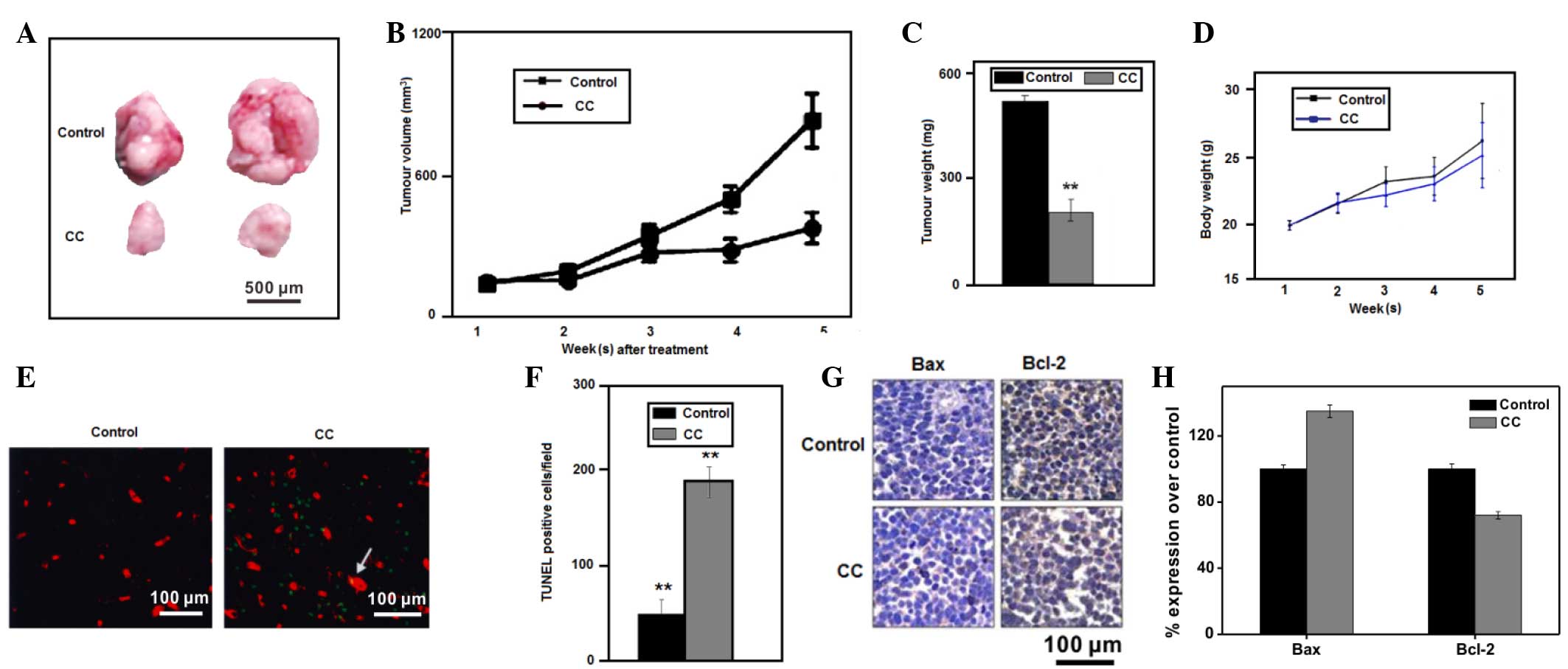 Antitumor Efficacy of CAR-T Cells in Human Lung Cancer 