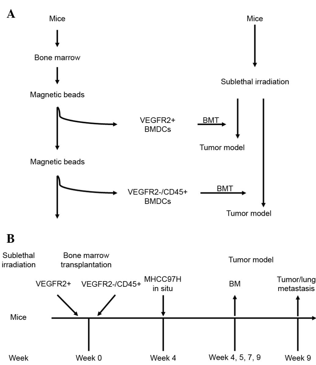 Bmdc Registration Fee Chart