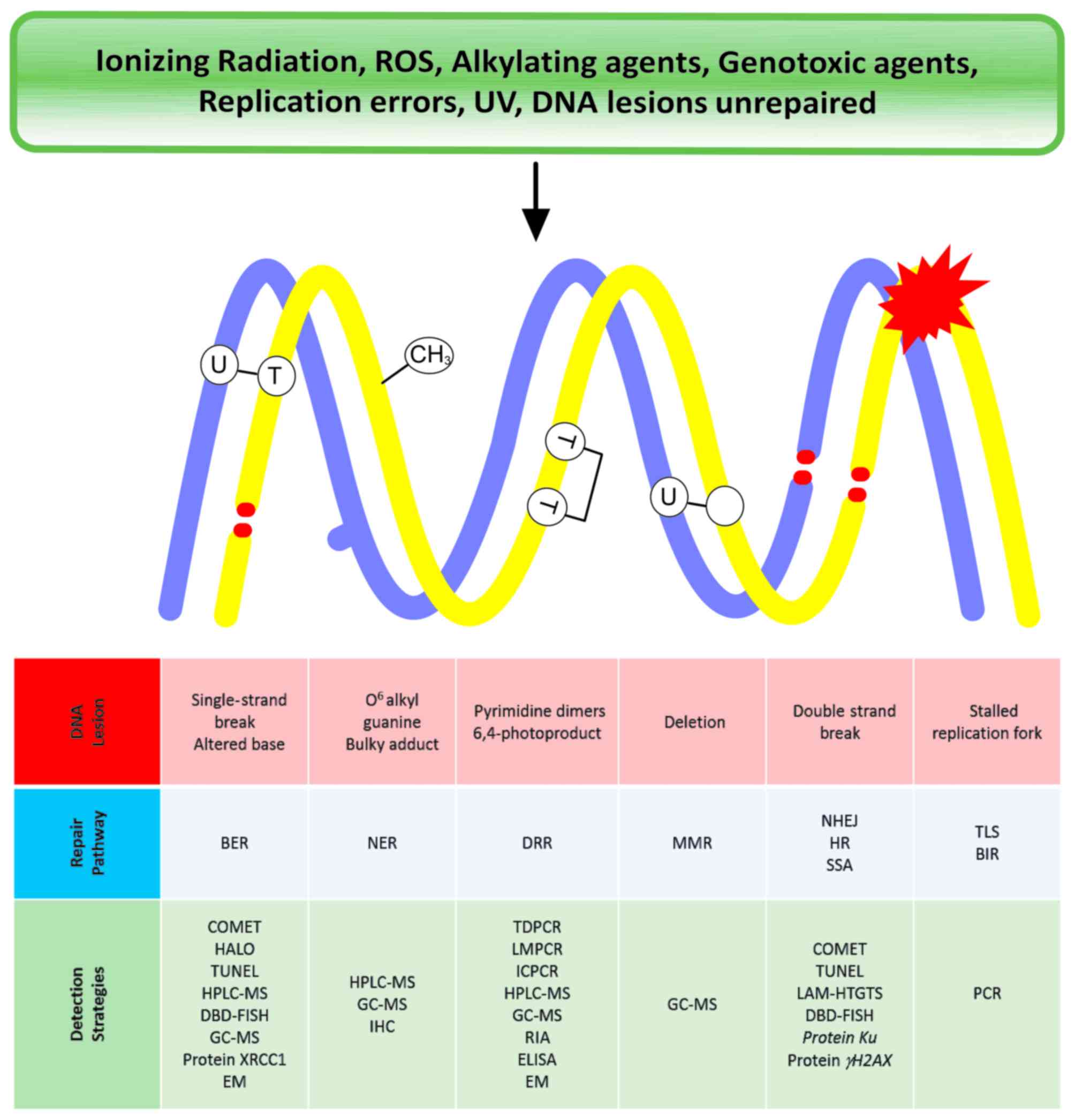 Strategies For The Evaluation Of Dna Damage And Repair Mechanisms In Cancer Review