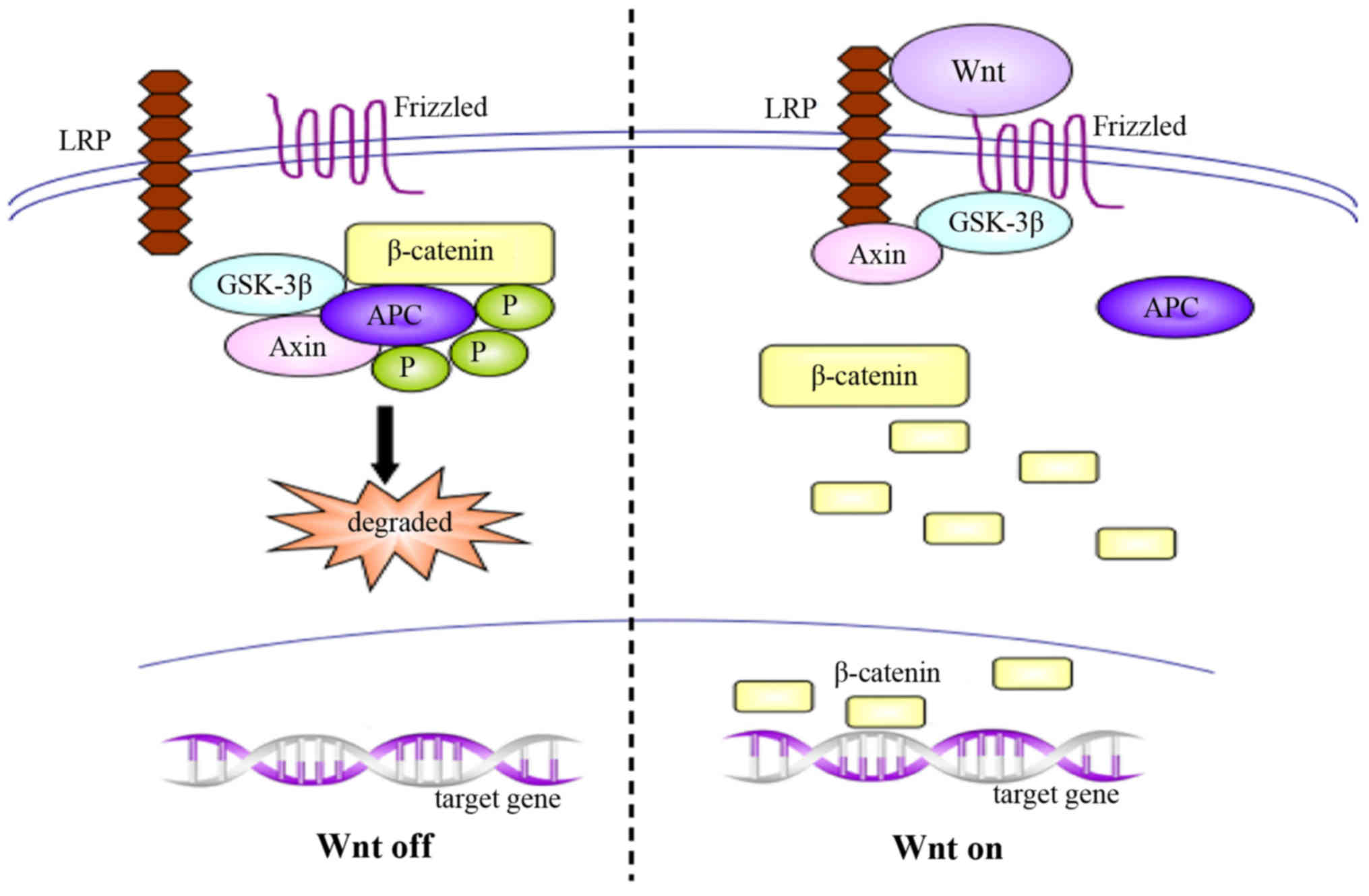 Antagonism between Hedgehog and Wnt signaling pathways regulates  tumorigenicity (Review)